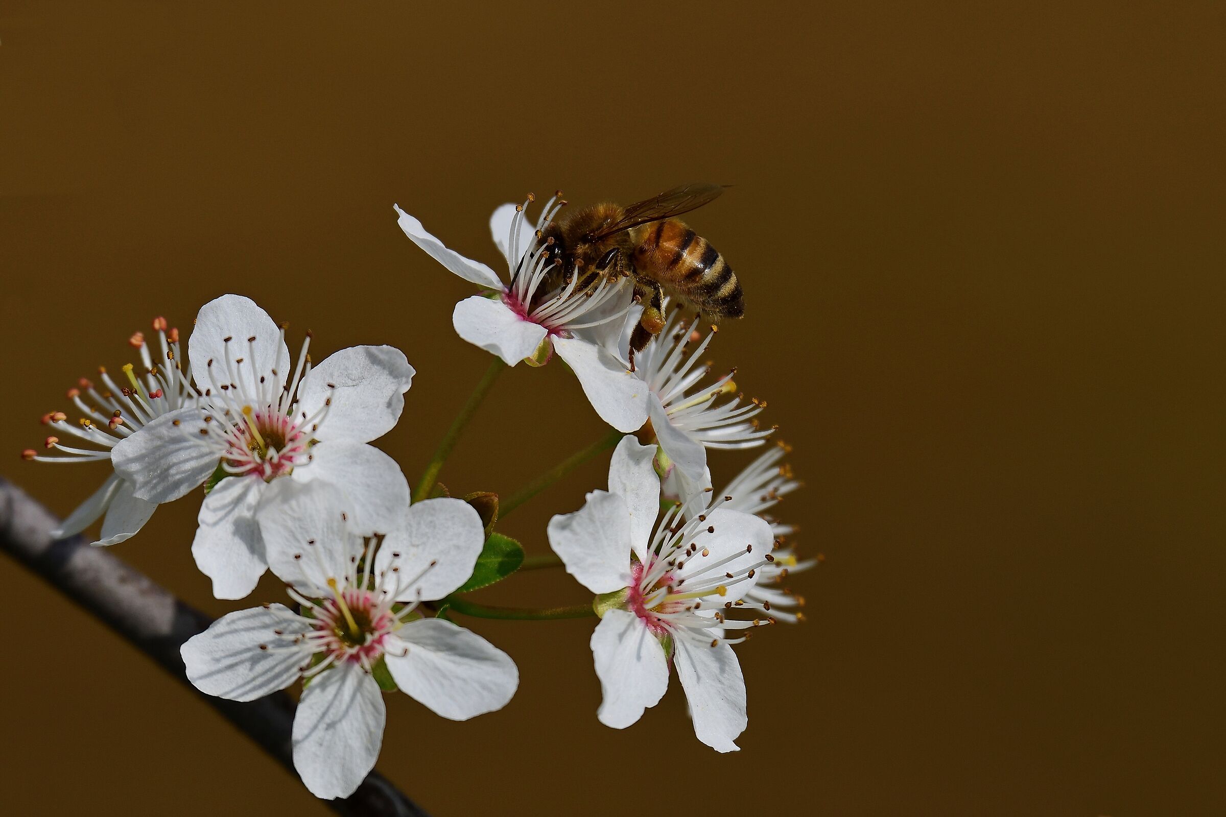 Primi voli di primavera