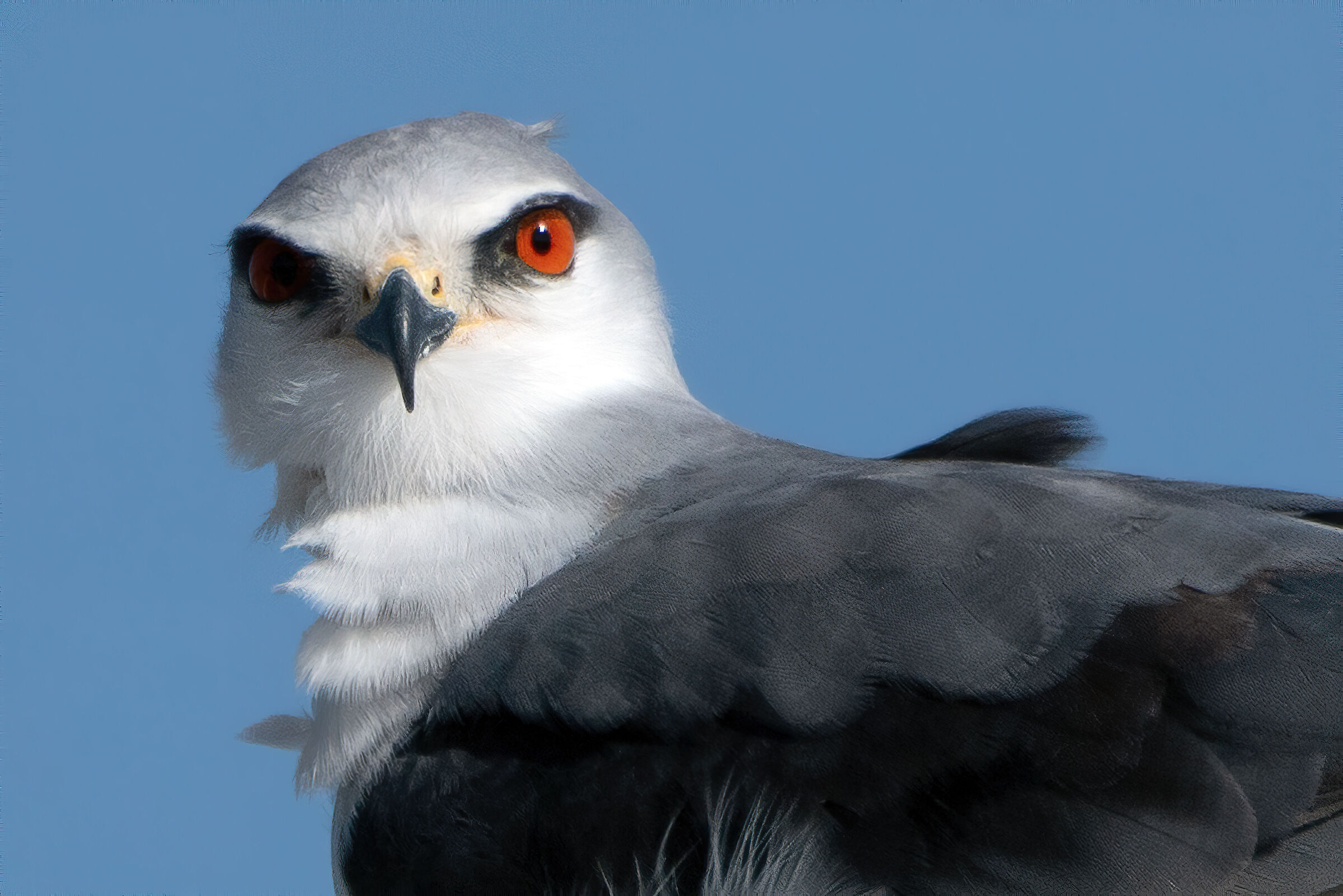 Bird of prey on the roof of the hotel in Nairobi