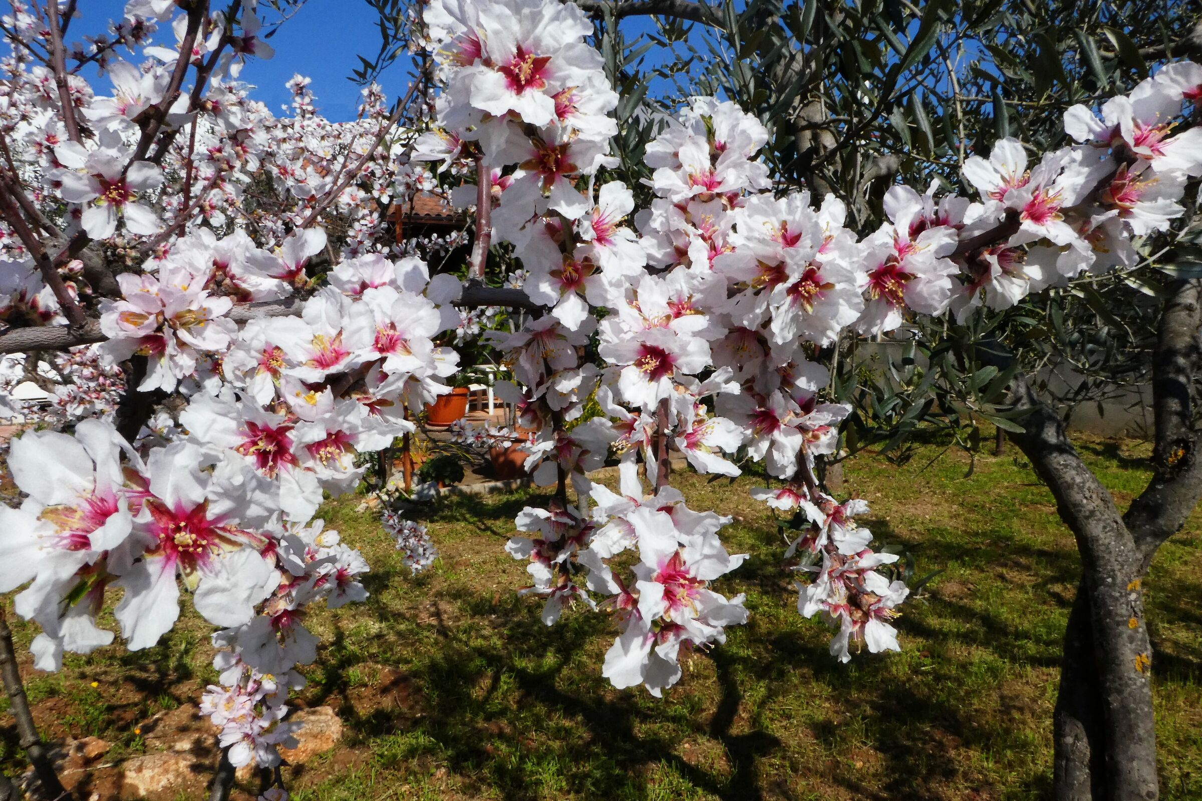 Auguri a tutti gli amici di Juza