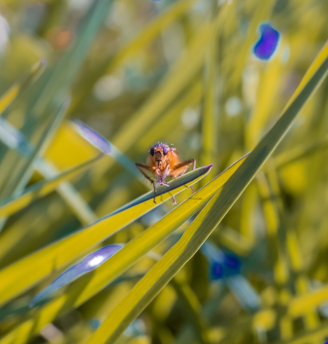 Poised on the blade of grass