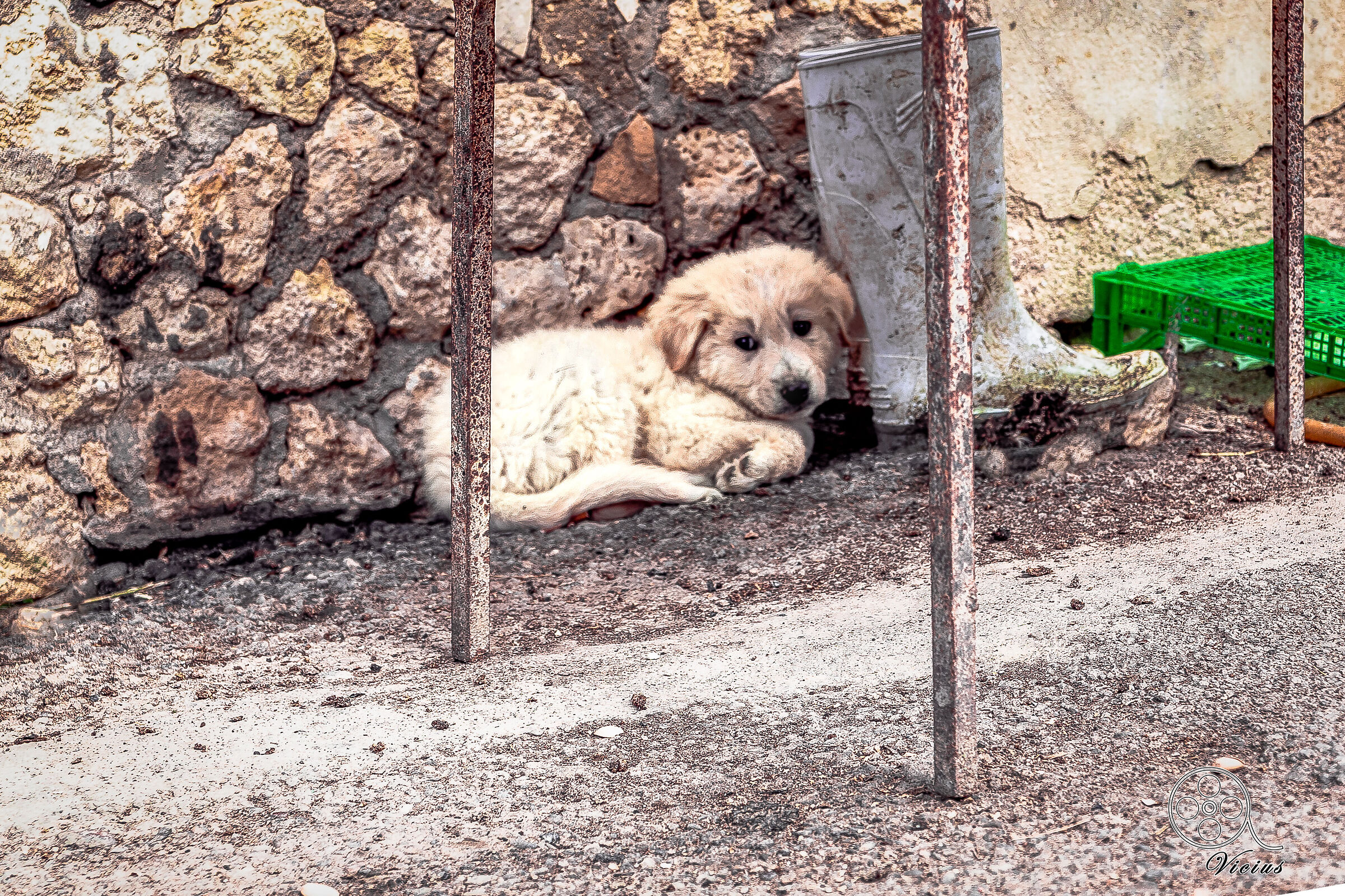 Il cucciolo sconsolato
