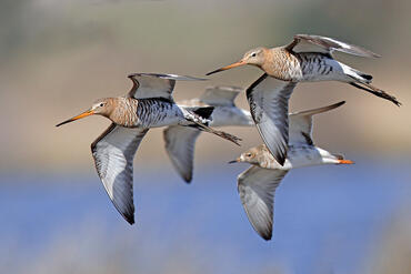 Limosa limosa