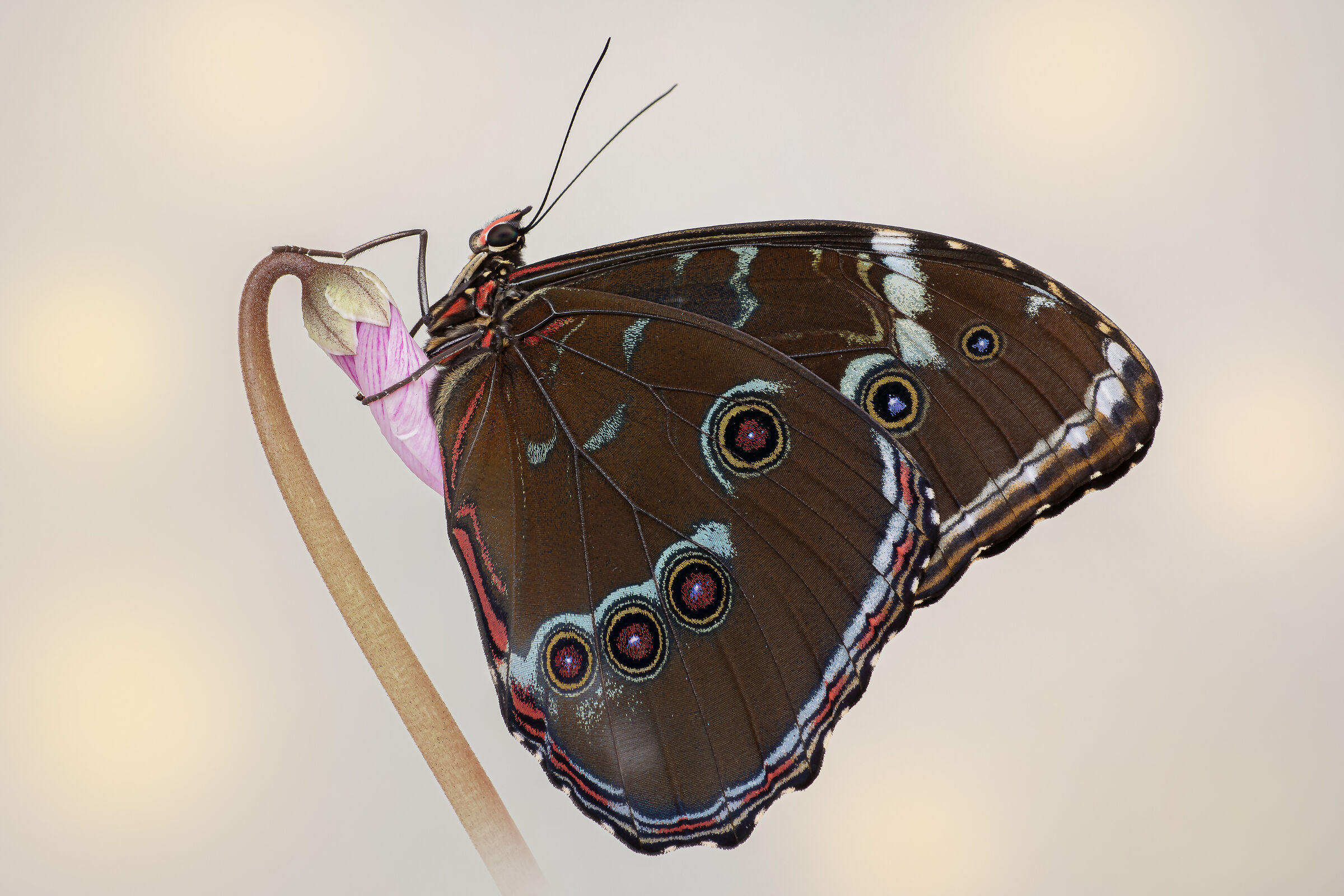 Morpho achilles (Linnaeus, 1758)