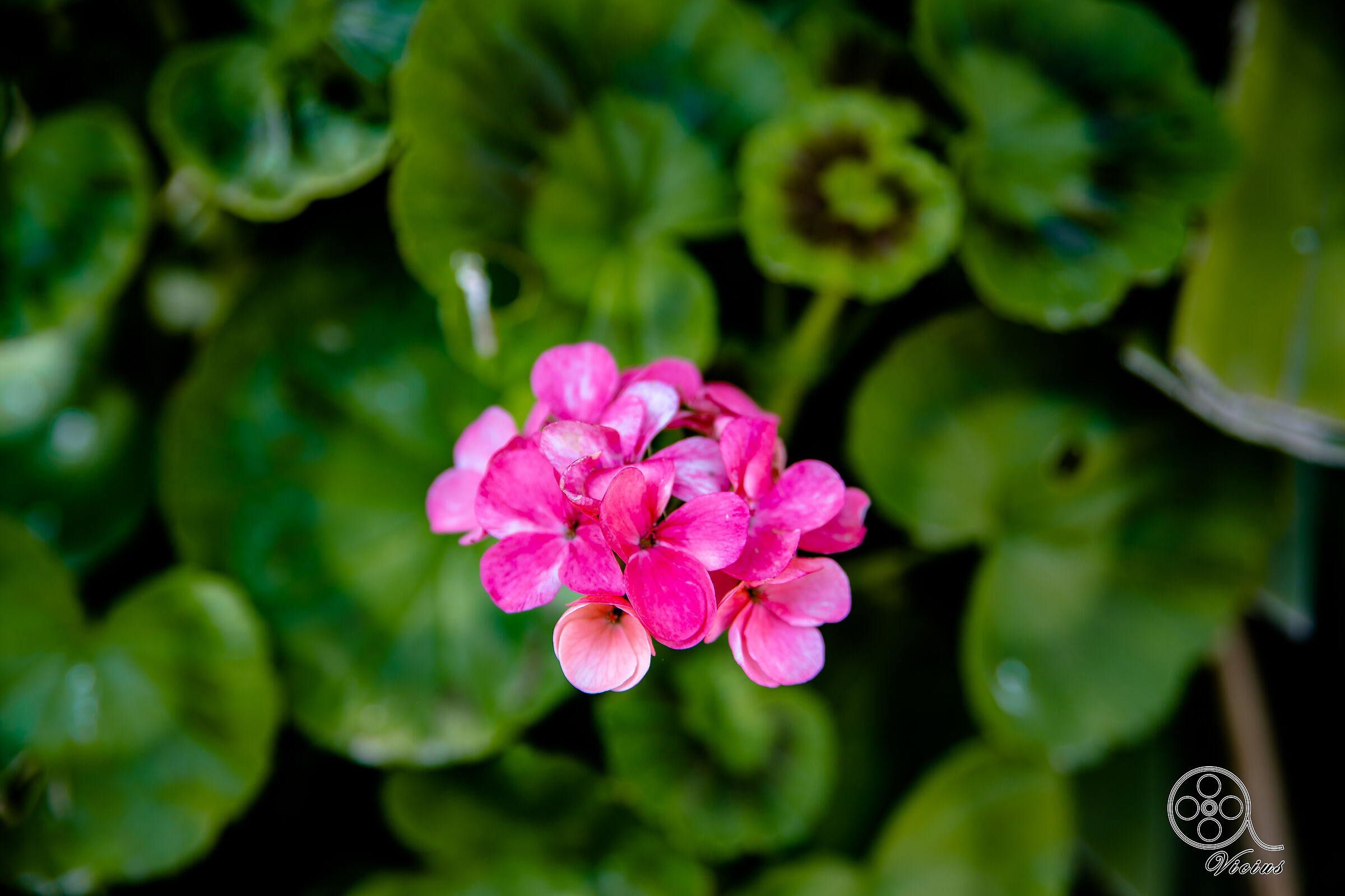 fiori dal Borgo S.Rita