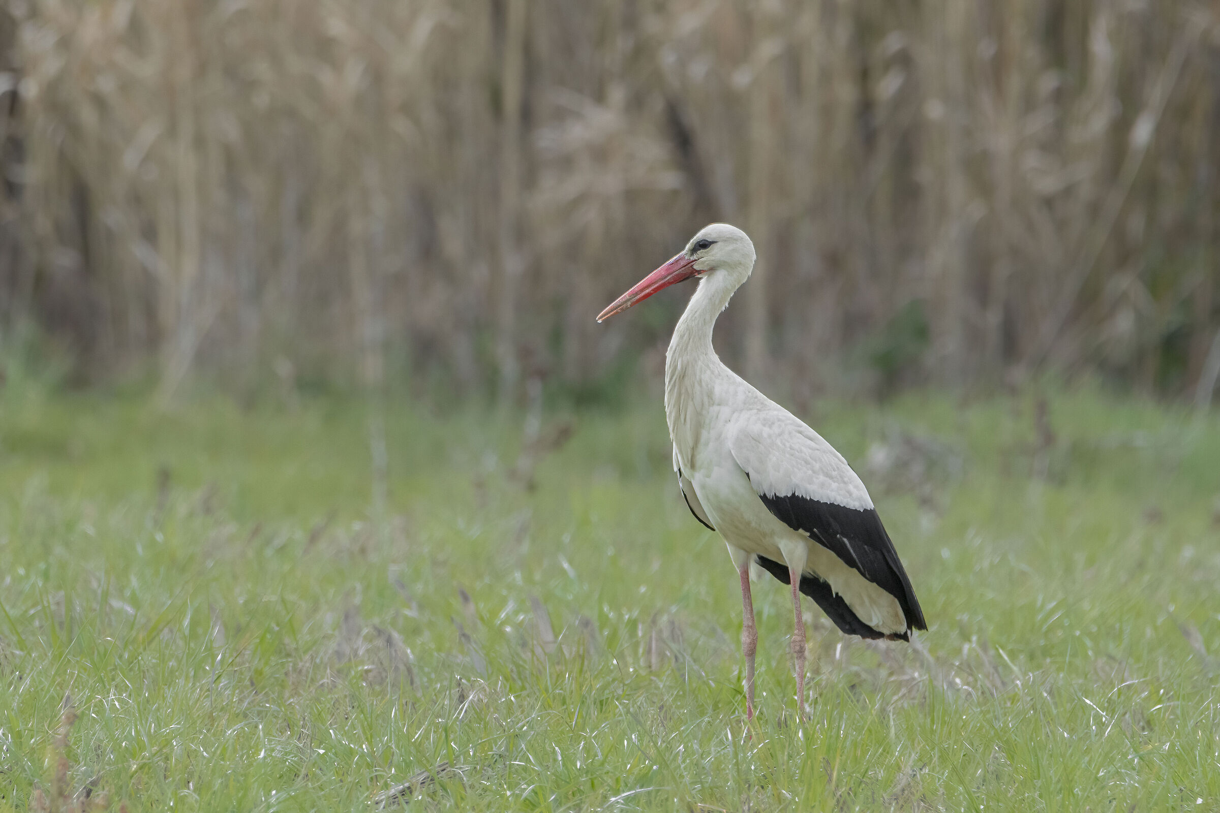 Stork