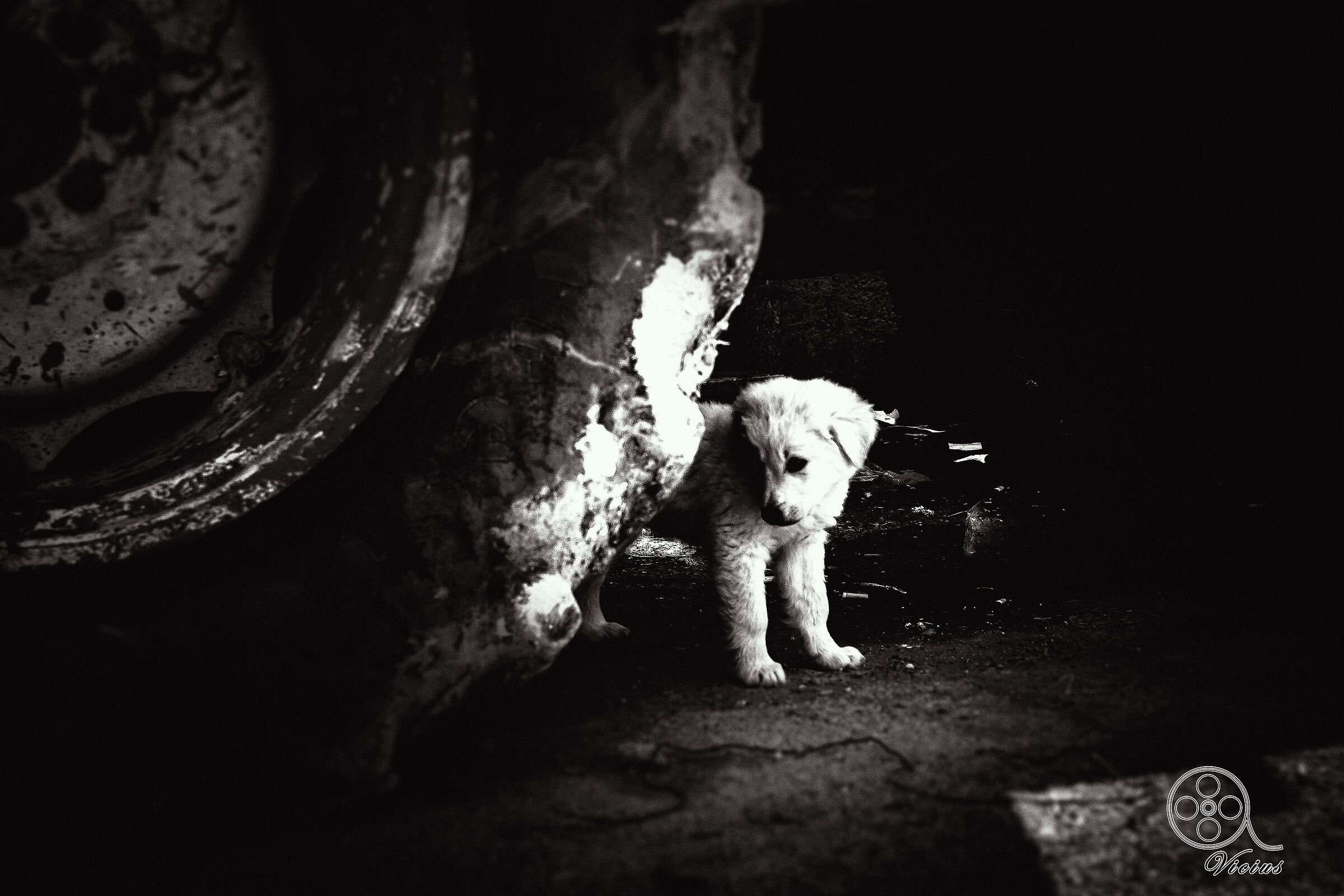 La dolcezza di un cagnolino