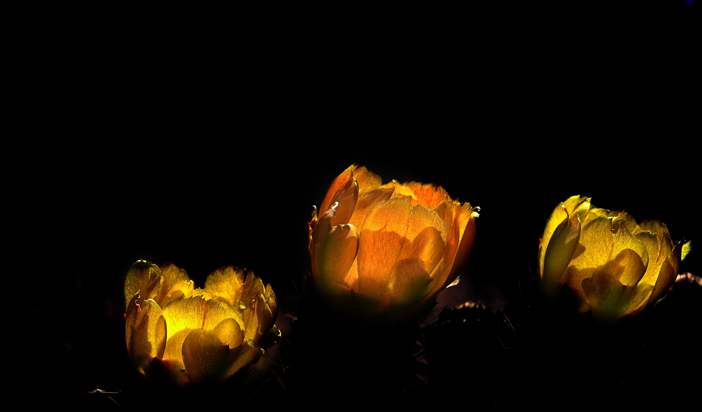 fiori di fico d'india