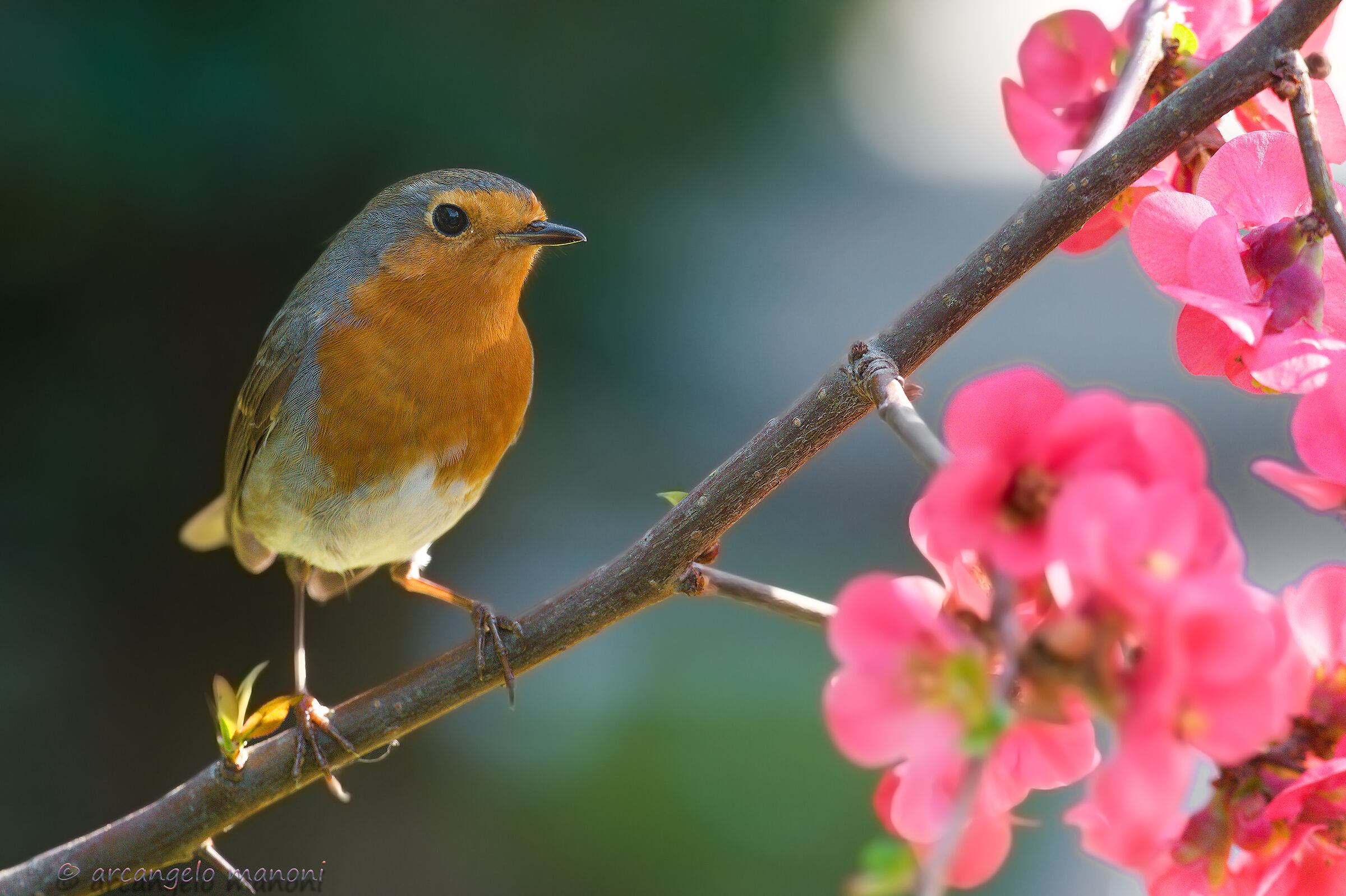 A Robin piacciono i fiori