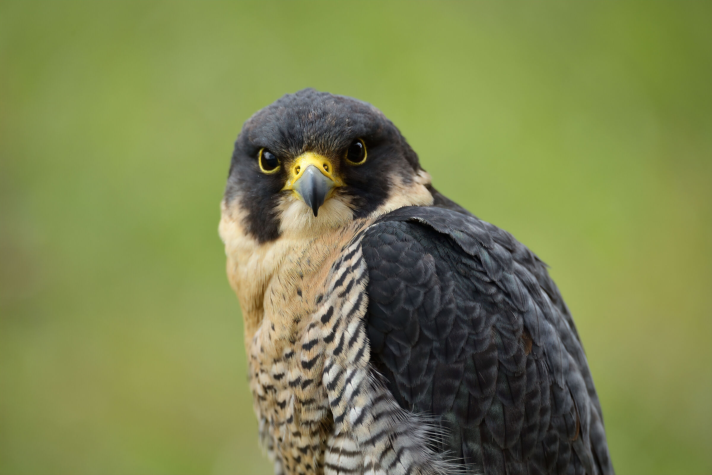 Peregrine Falcon