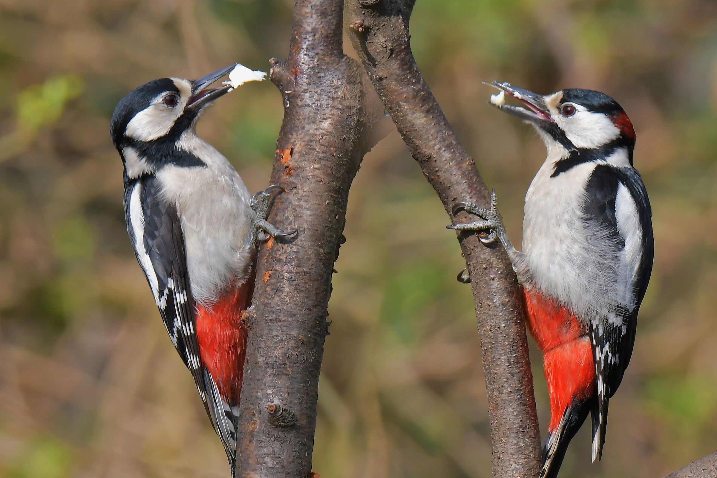red woodpecker Femm. and male