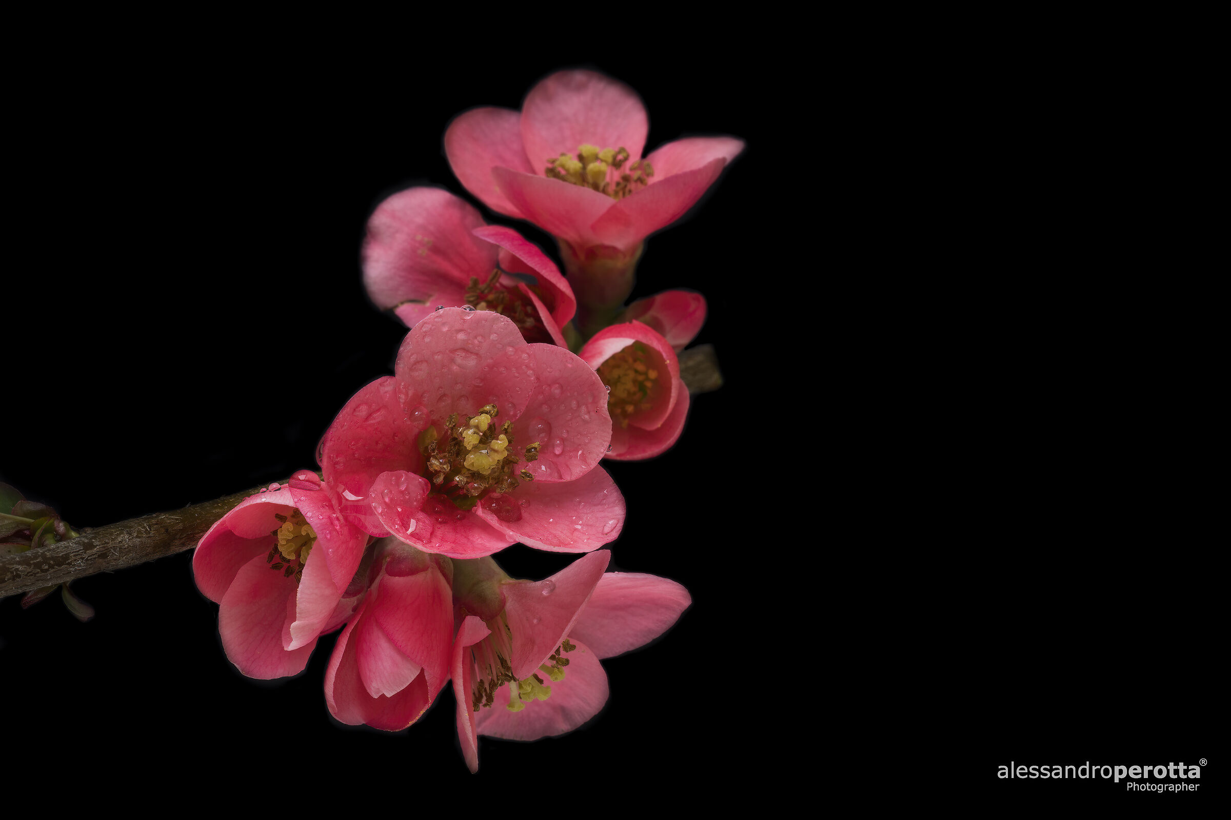 Chaenomeles speciosa