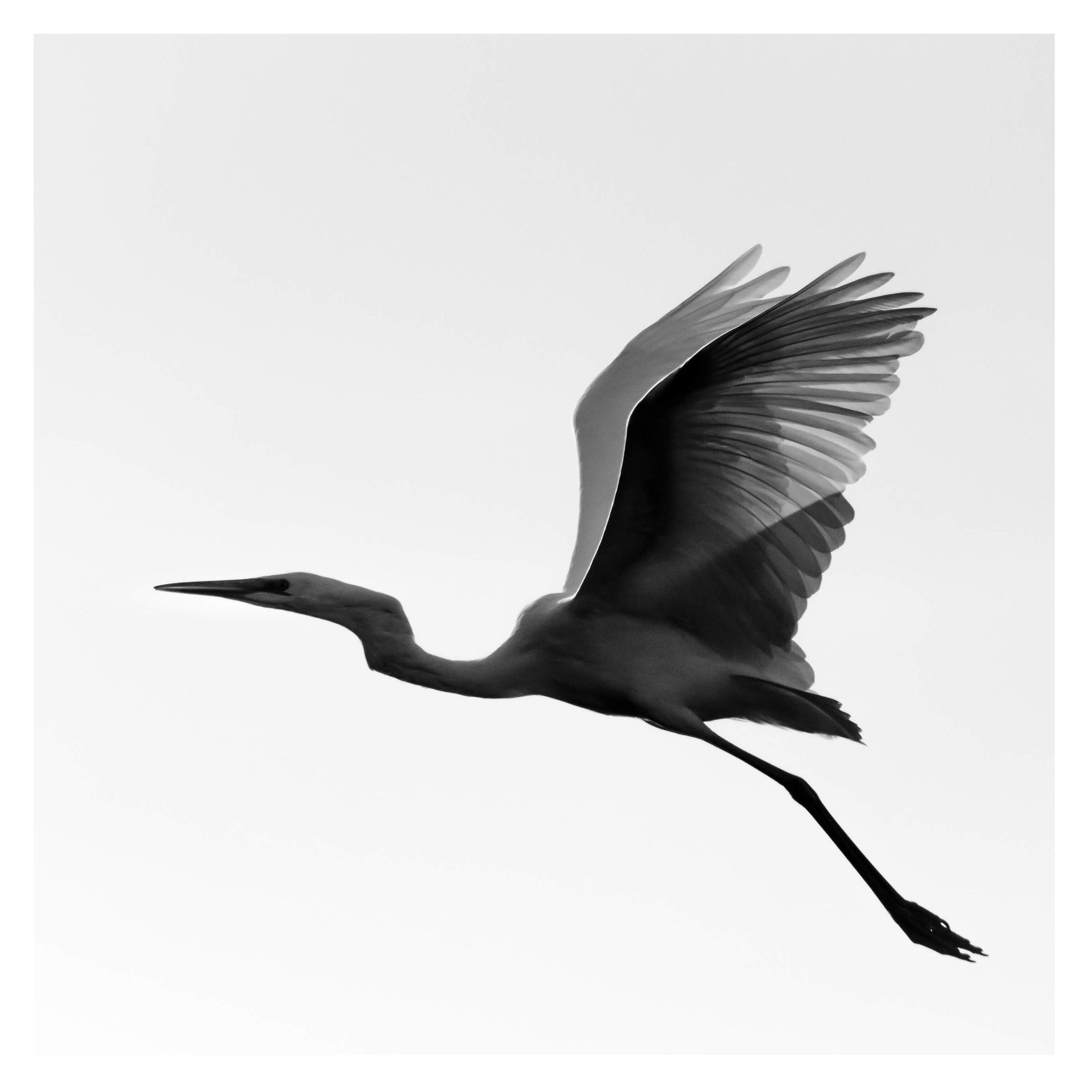 Airone bianco maggiore