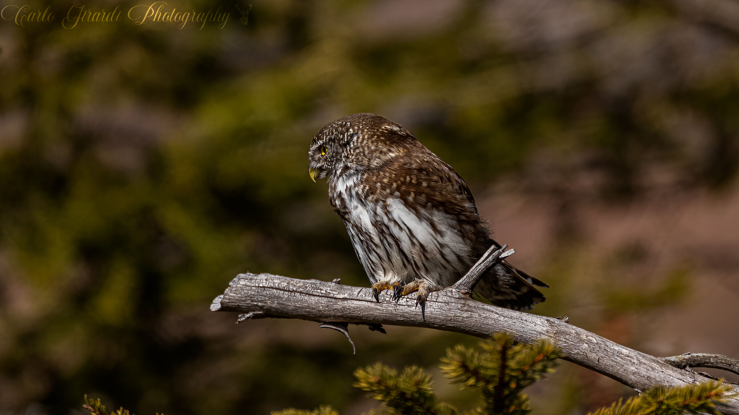 Il becco aguzzino della Civetta Nana