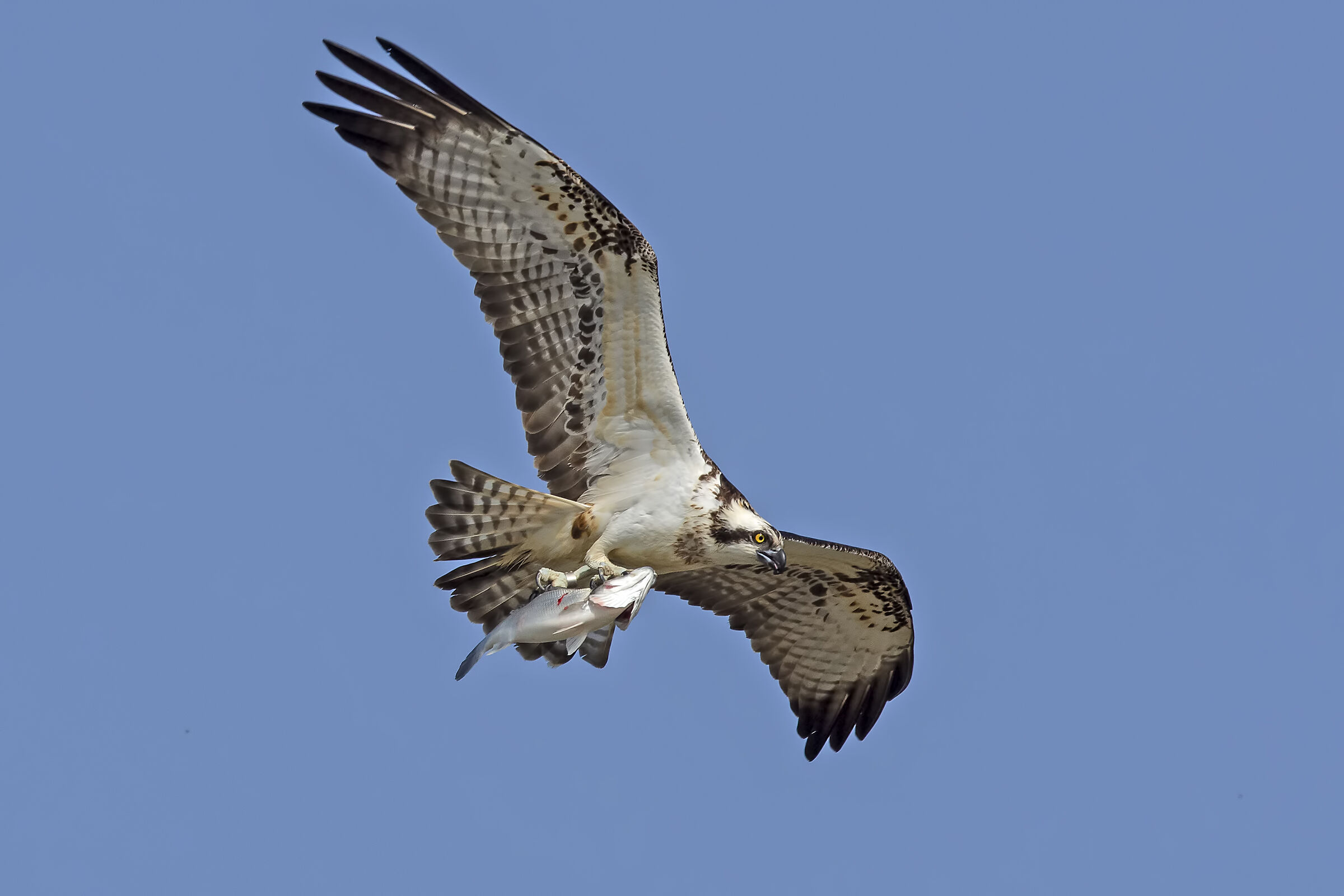 Colazione con spigola