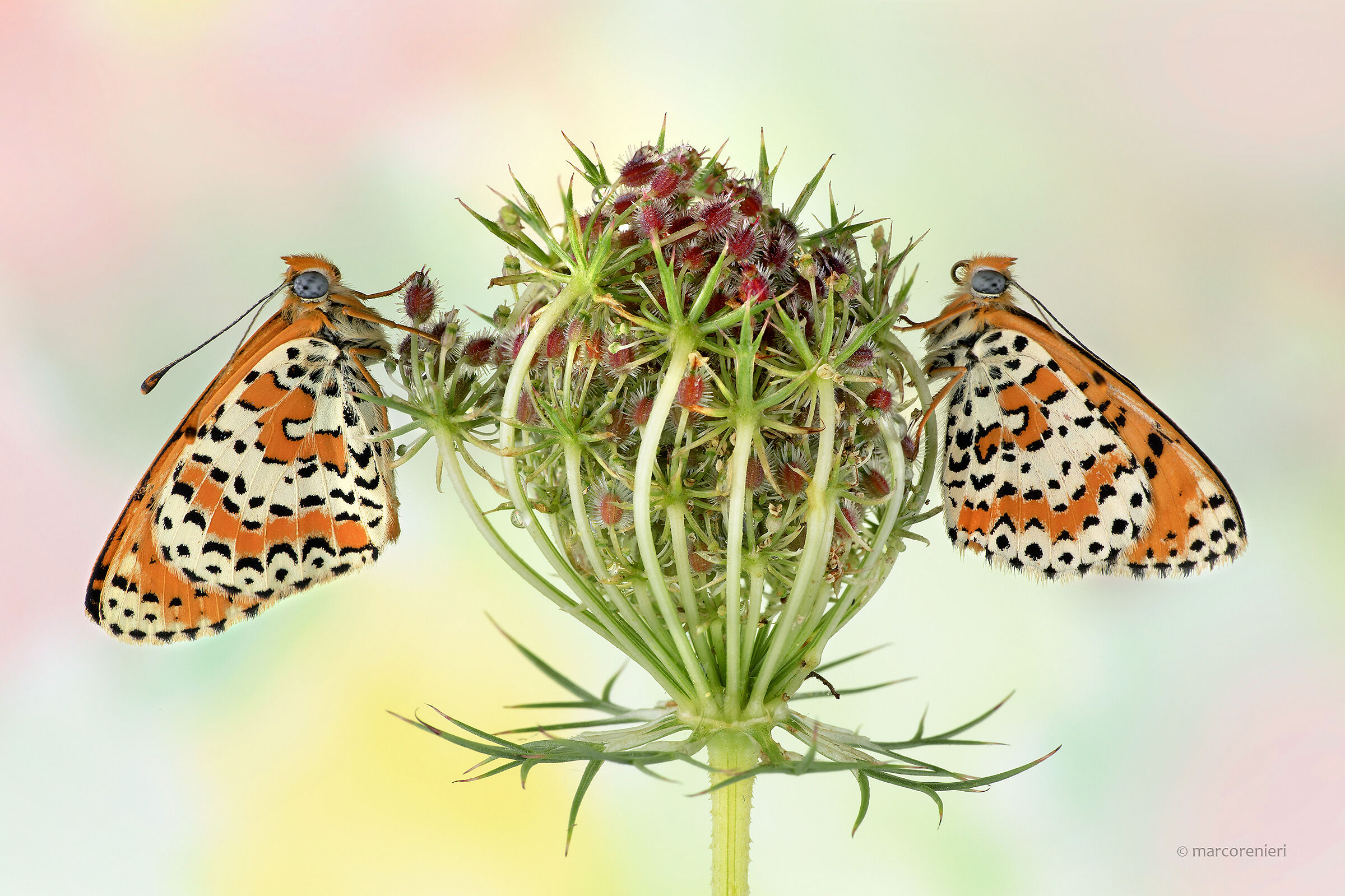 Didyma's melitaea