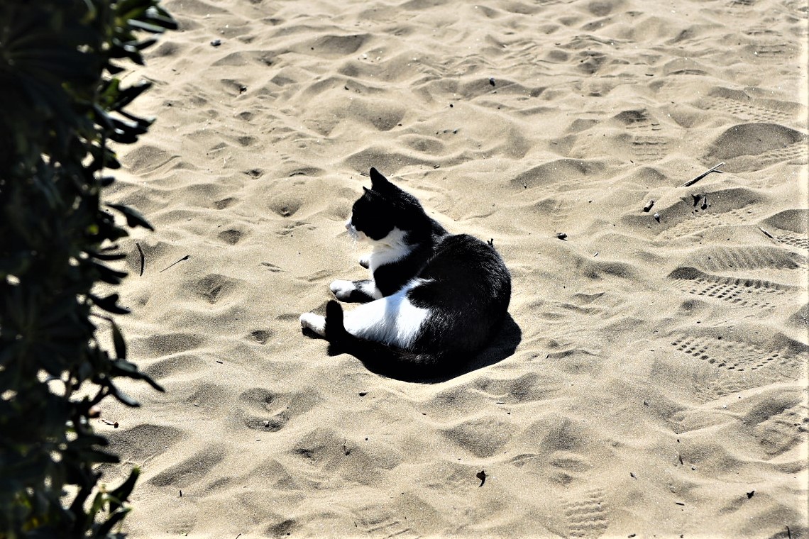 Un gatto in spiaggia