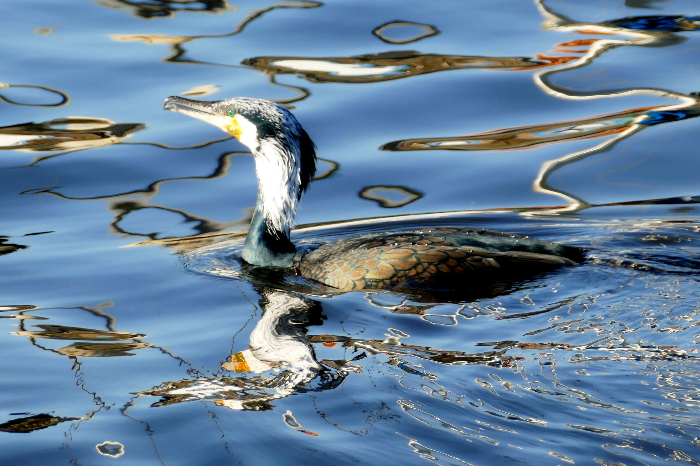 L'imprevedibile cormorano!