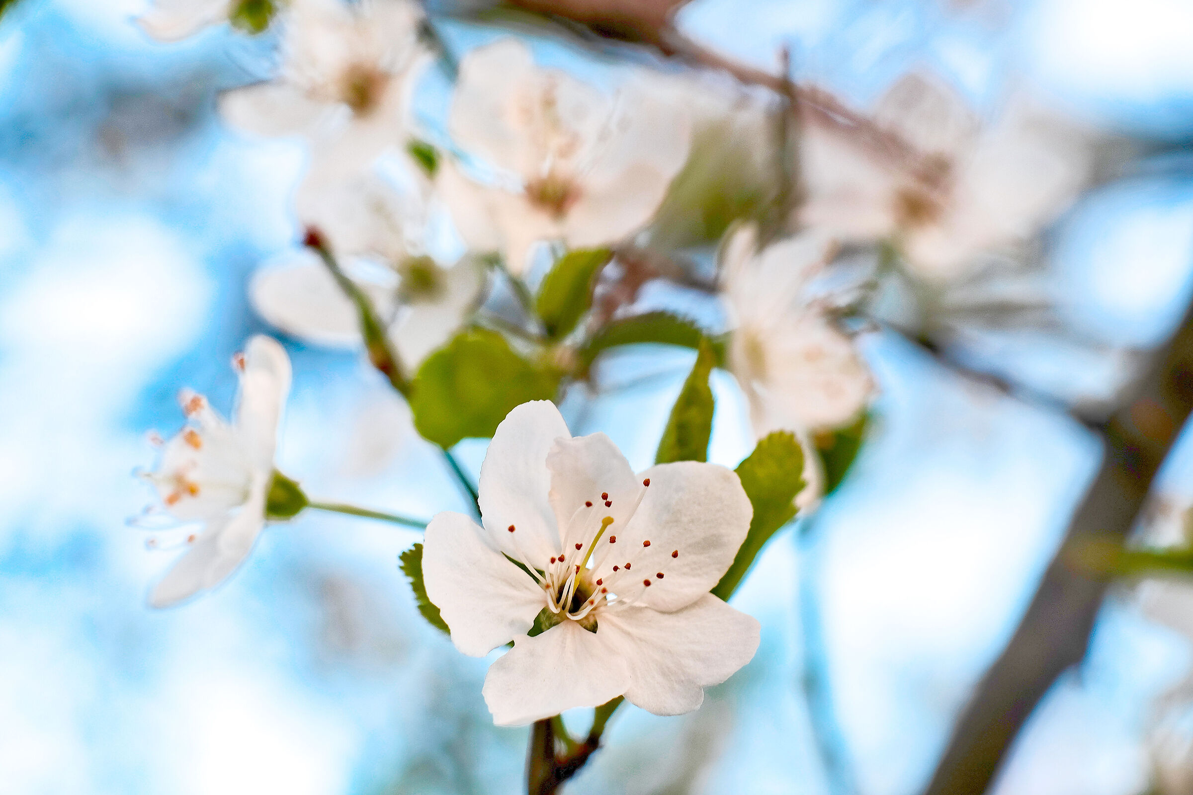 Primavera 1