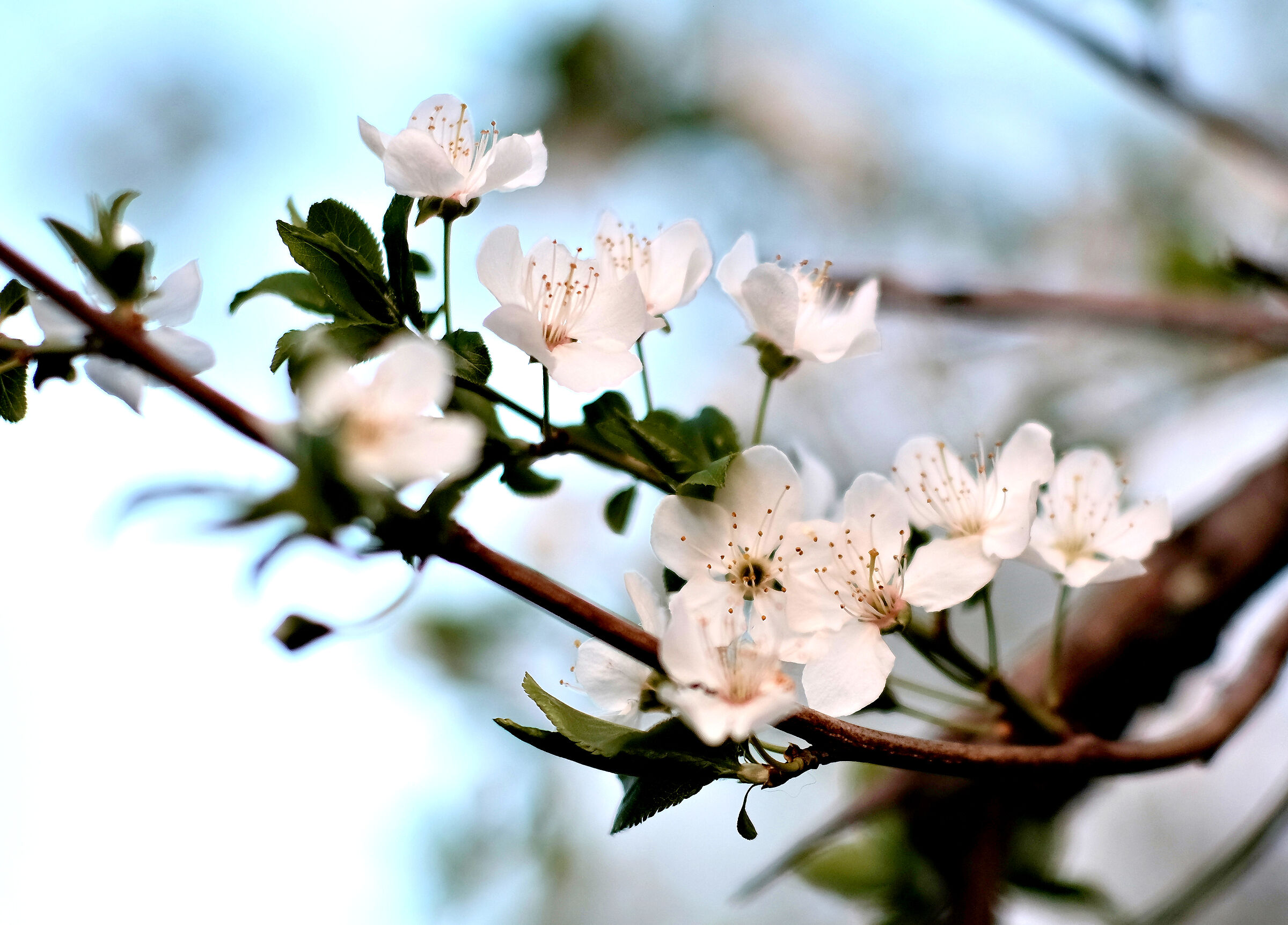 Primavera 2