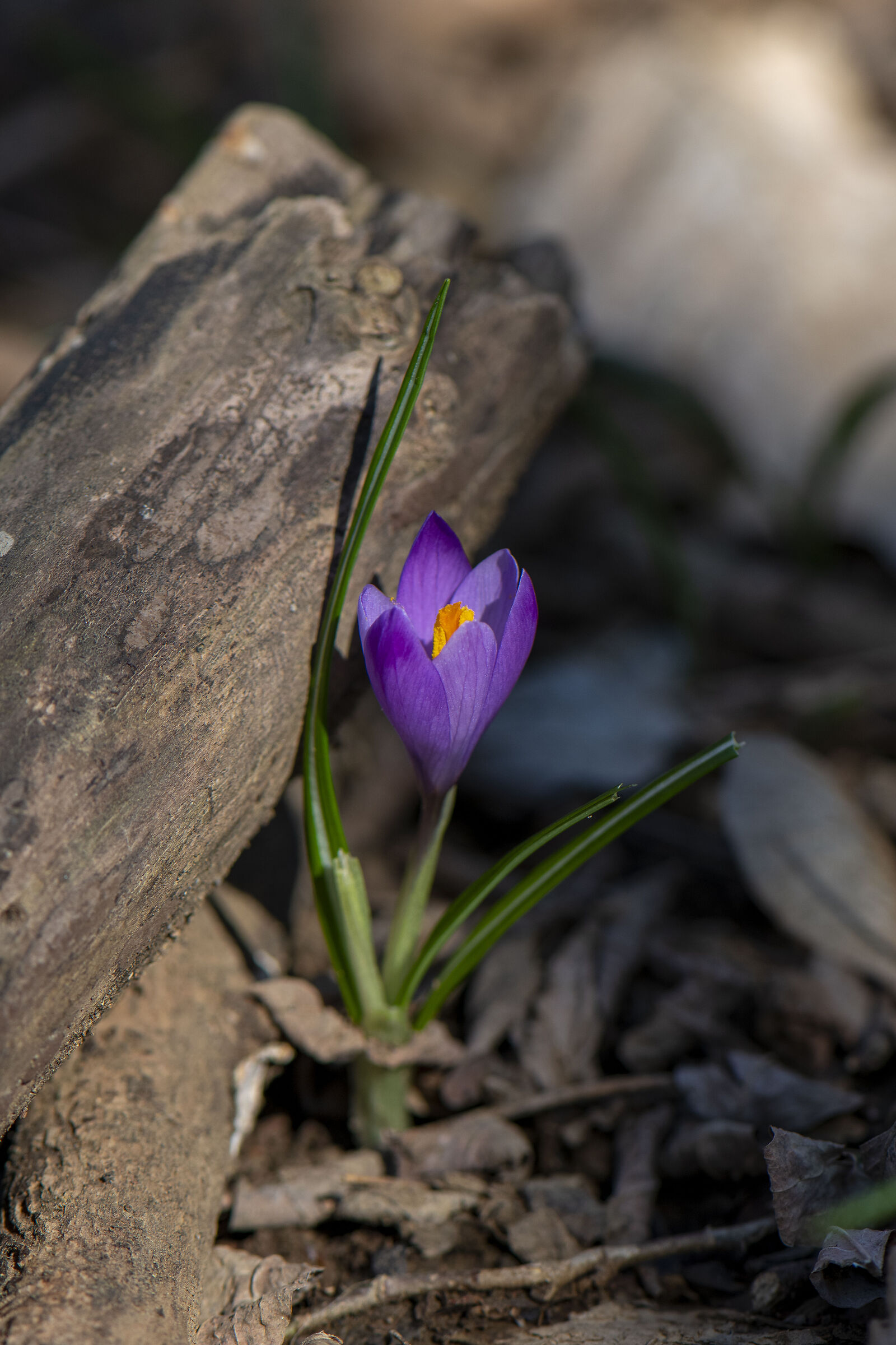 Crocus