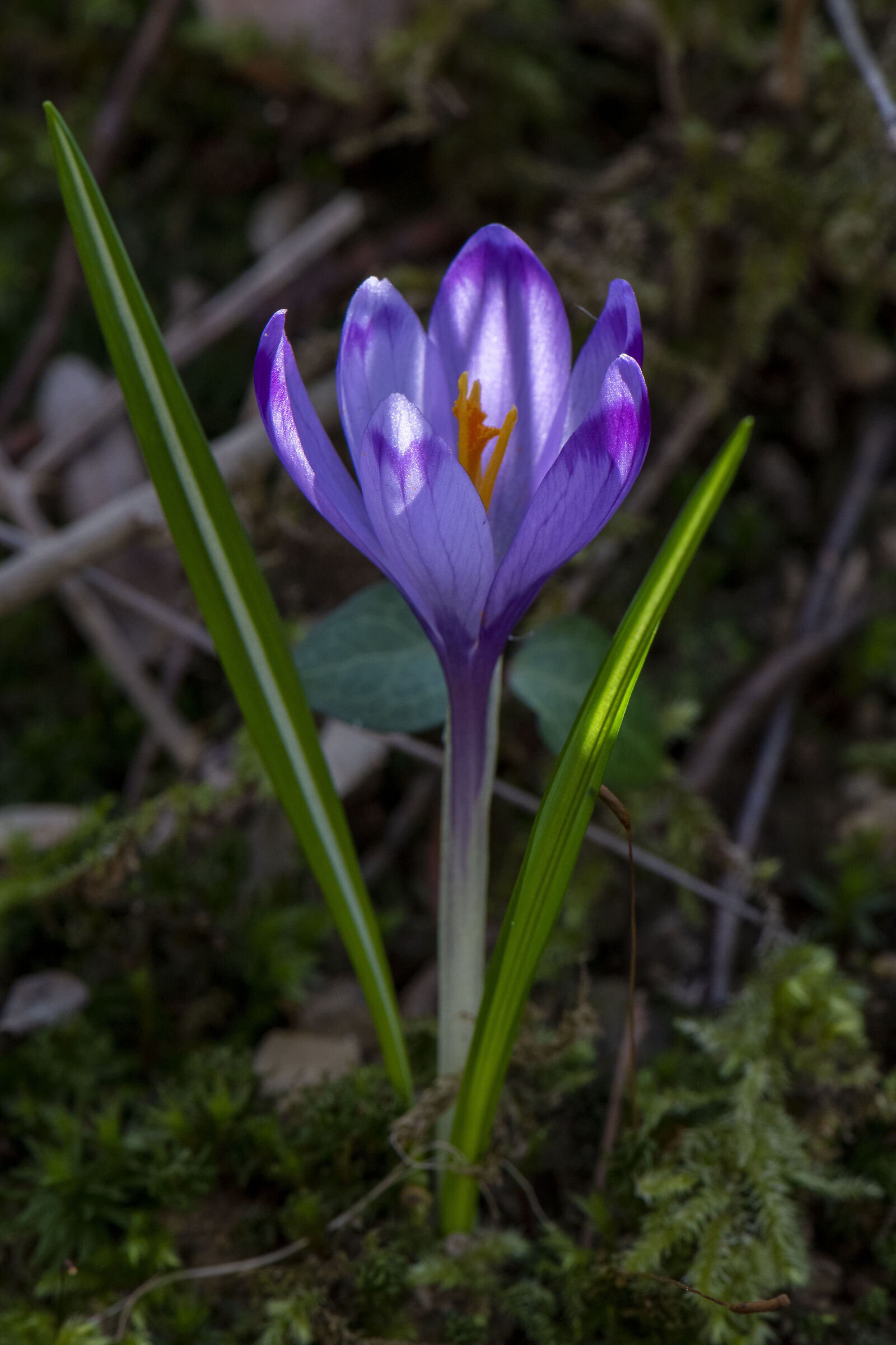 Crocus