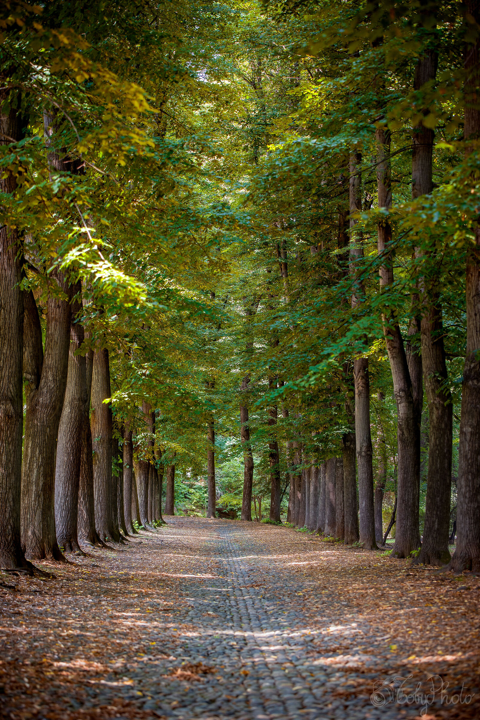 Tree-lined avenue