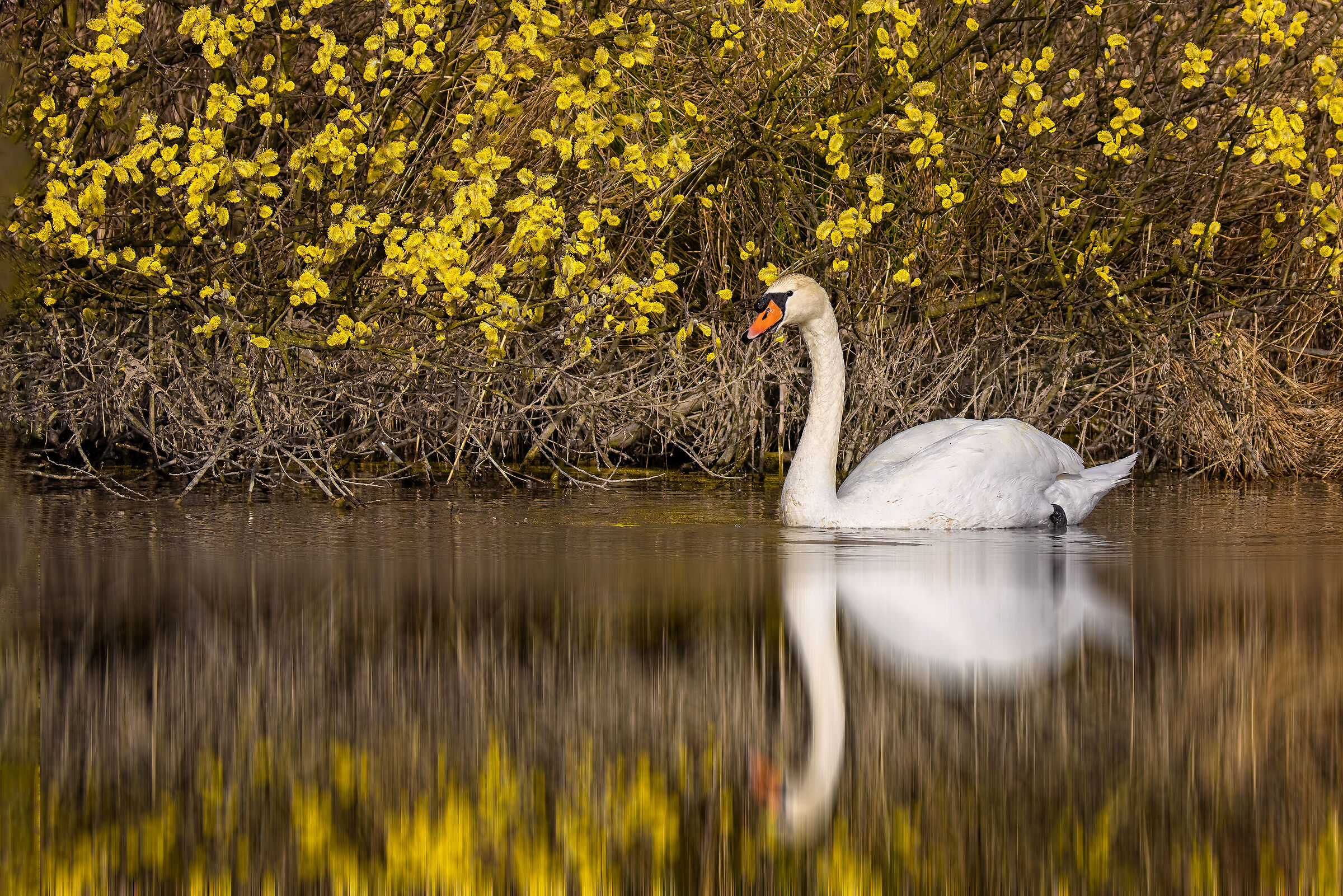 Cigno sullo sfondo della fioritura del salice grigio