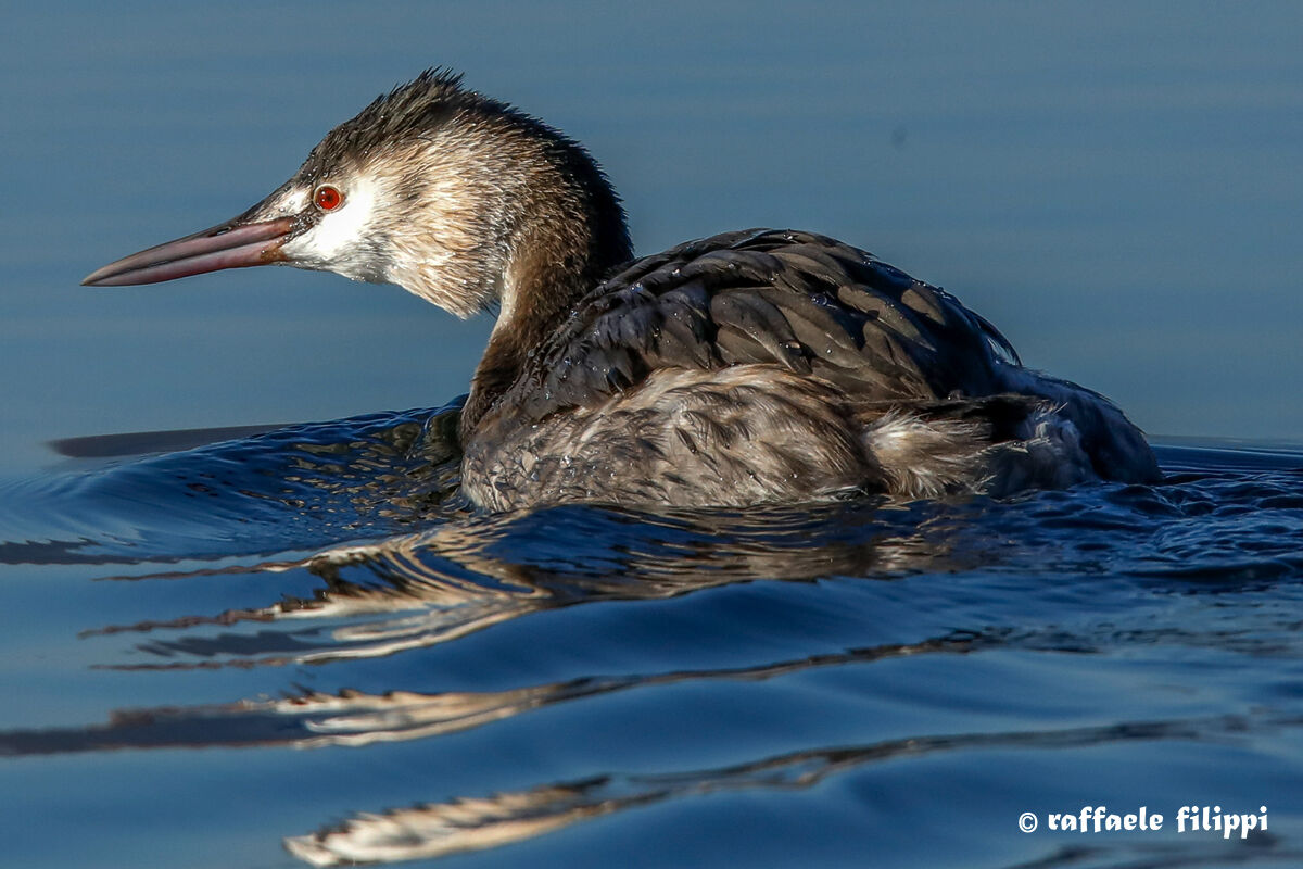 Svasso maggiore - Lago di Viverone