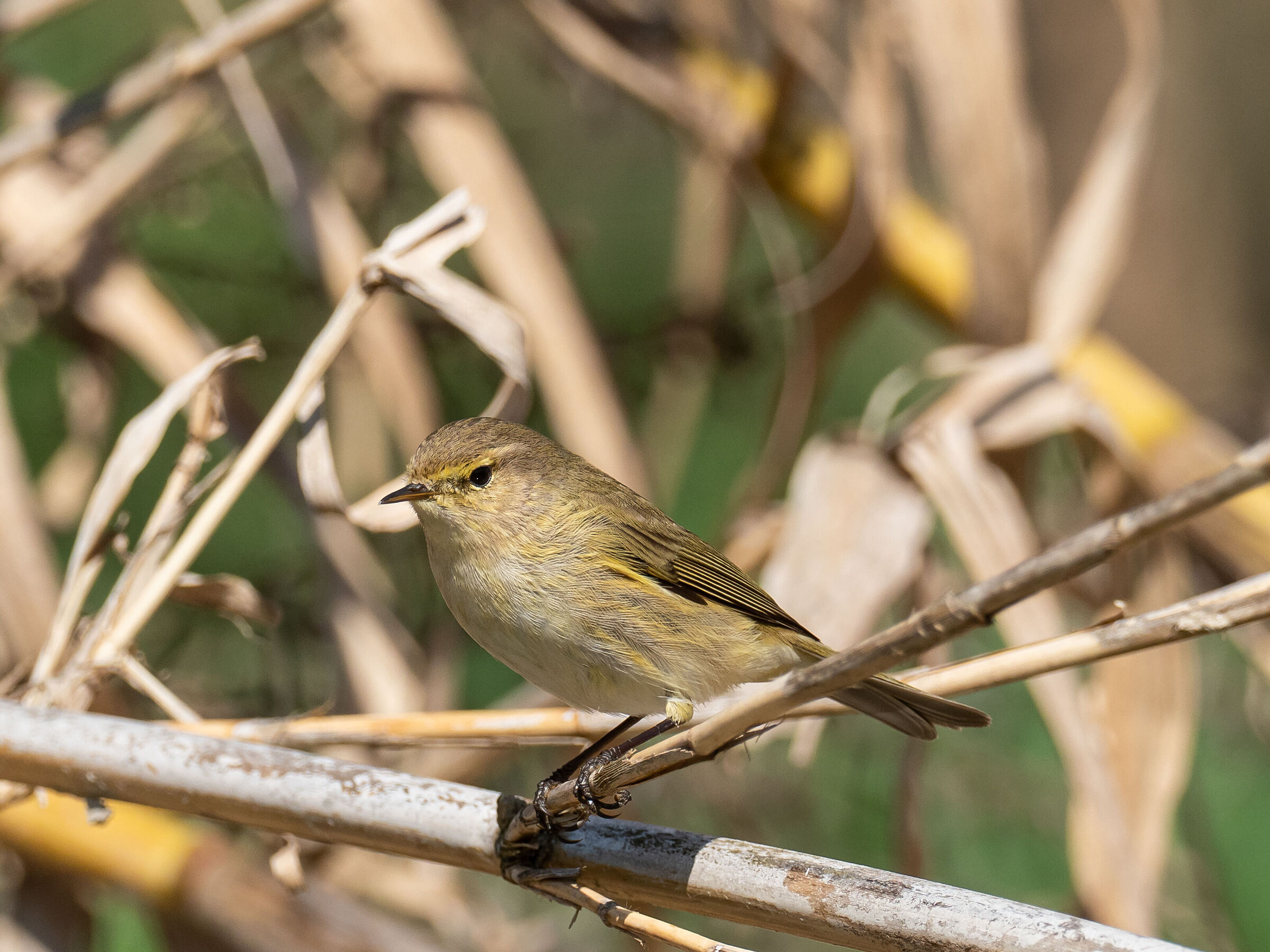 Small luì, Phylloscopus collybita