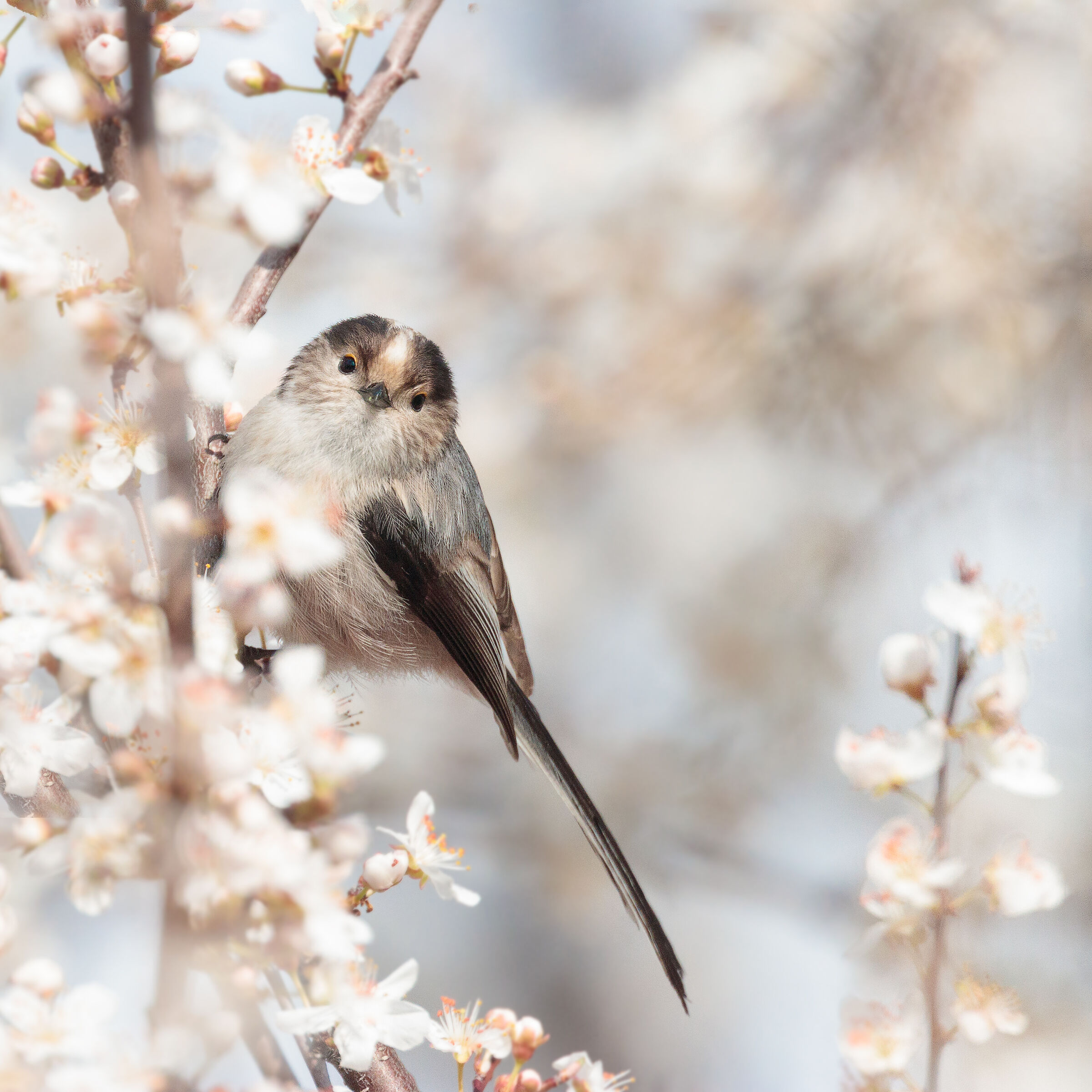 Fiore dopo fiore arriva la primavera