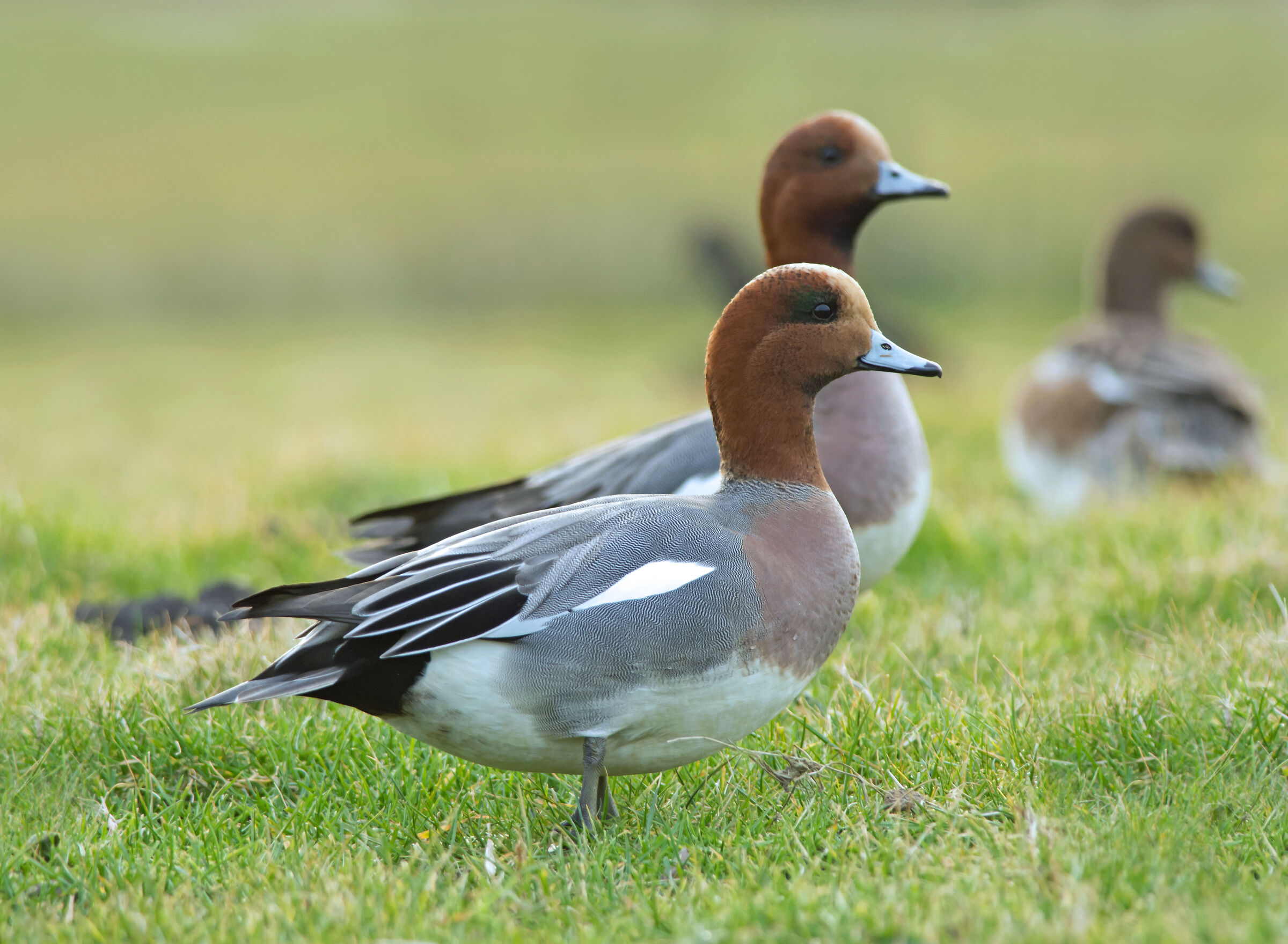 Wigeon eurasiatico