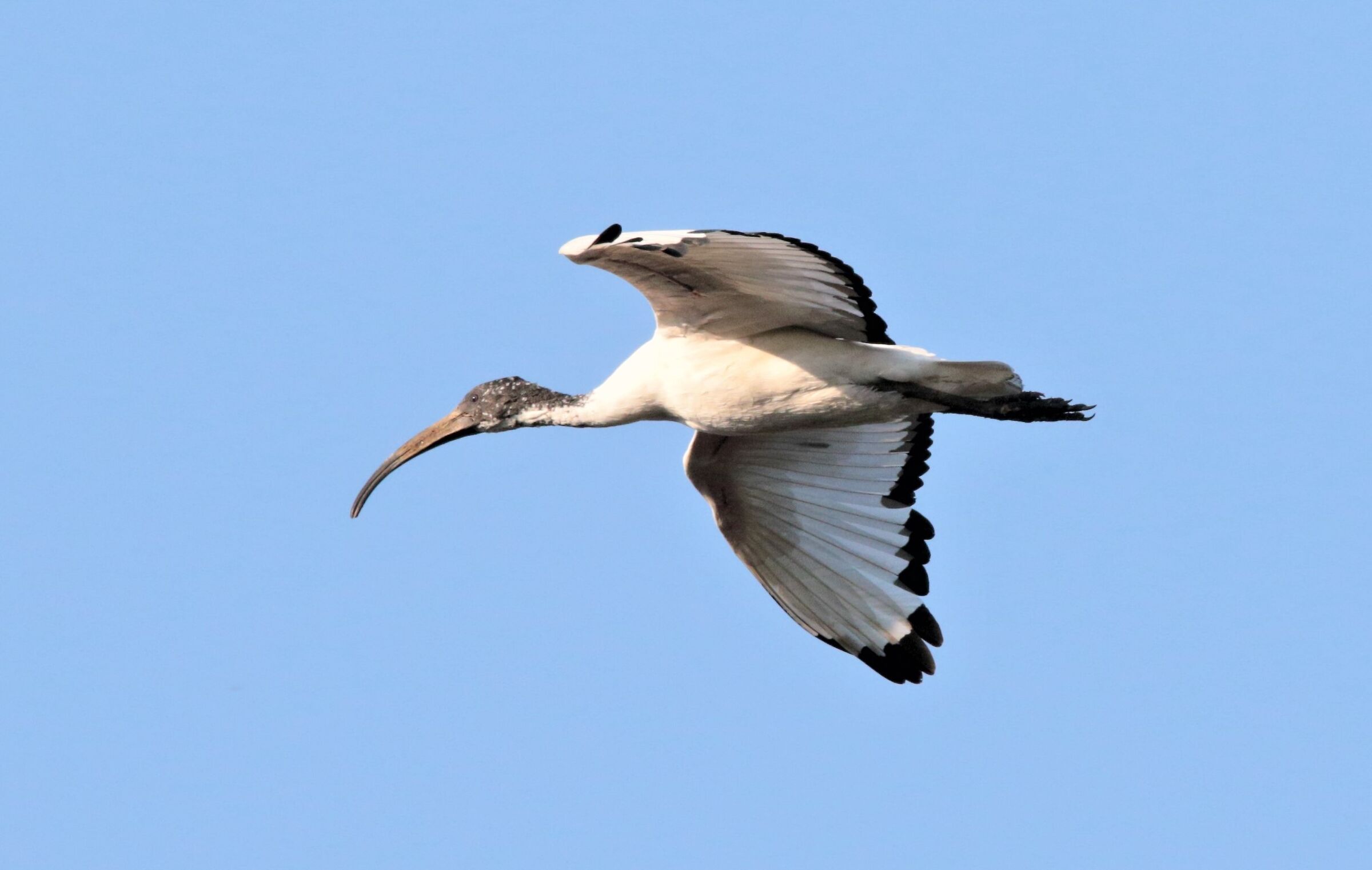 giovane ibis