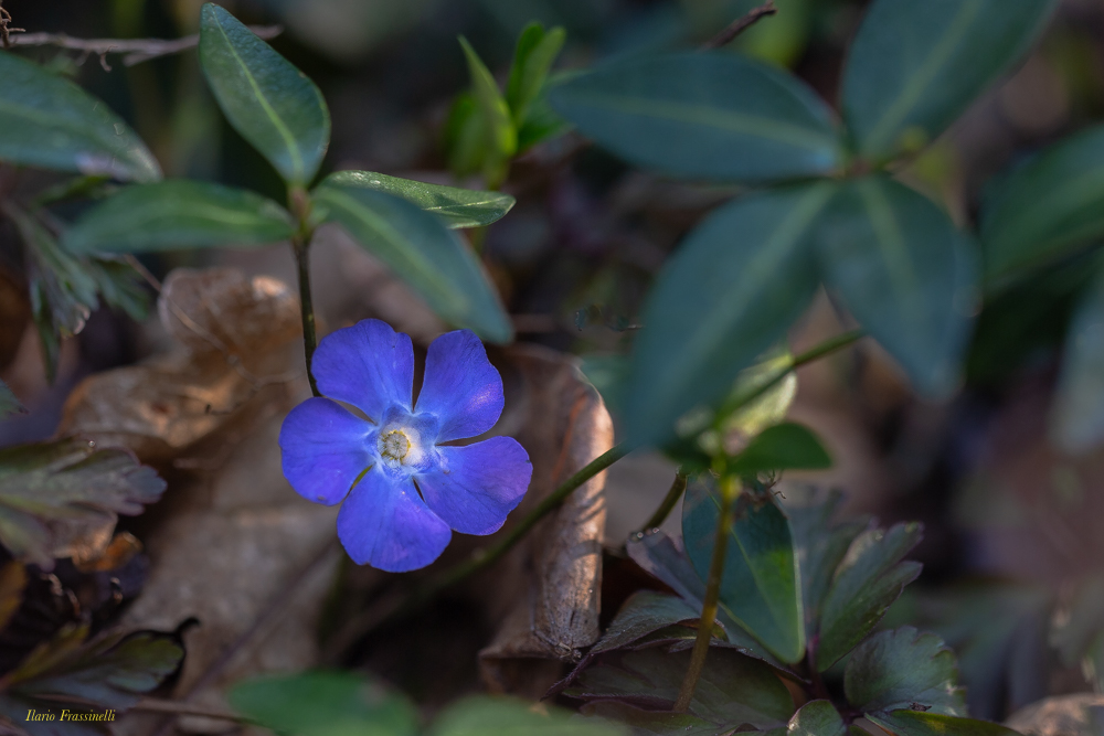 Pervinca maggiore