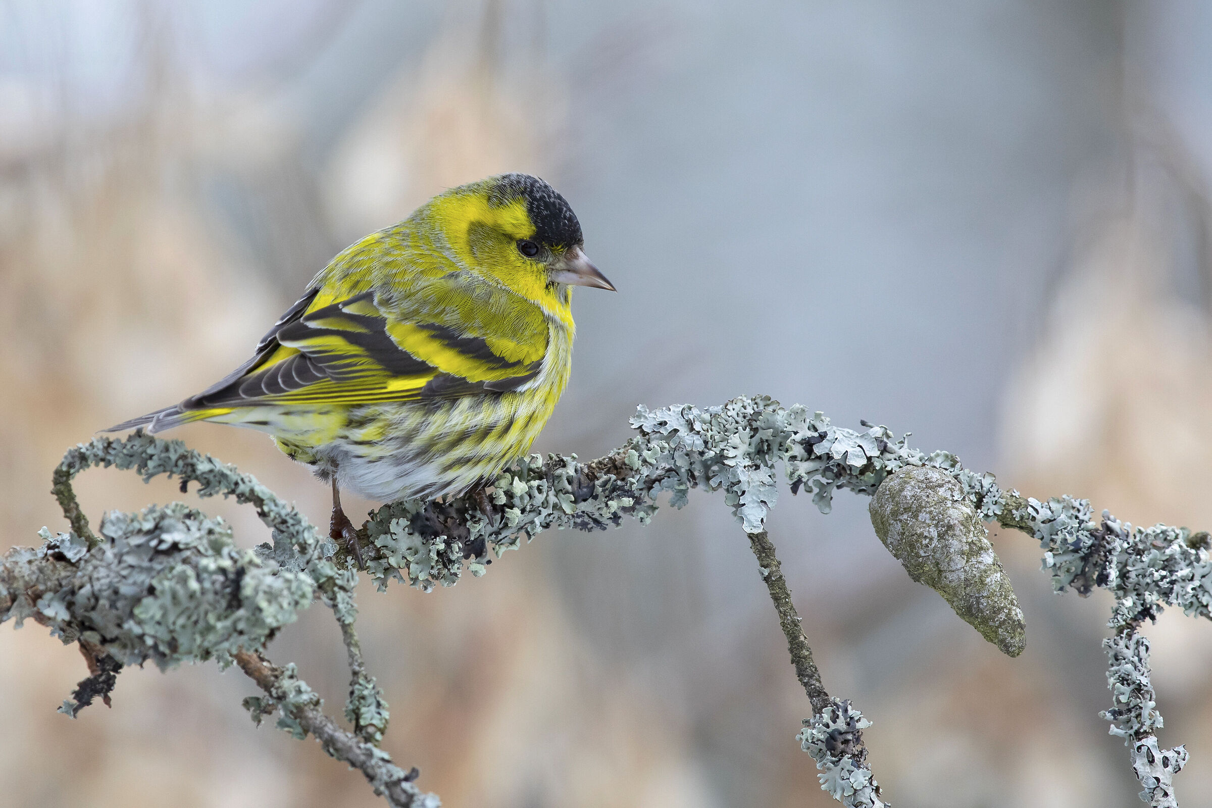 Siskin eurasiatico