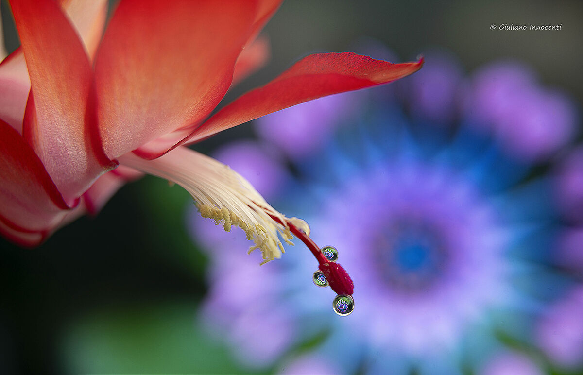 Schlumbergera Flower