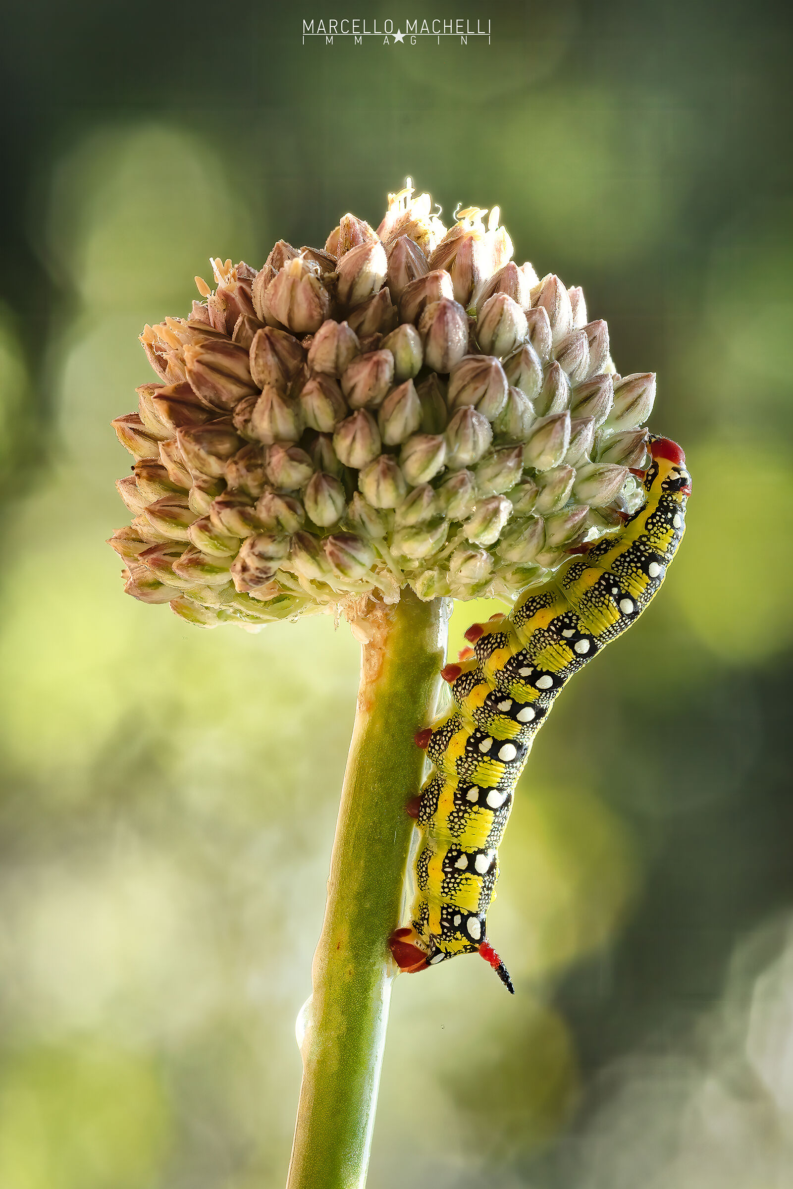 sfinge dell'eurfobia