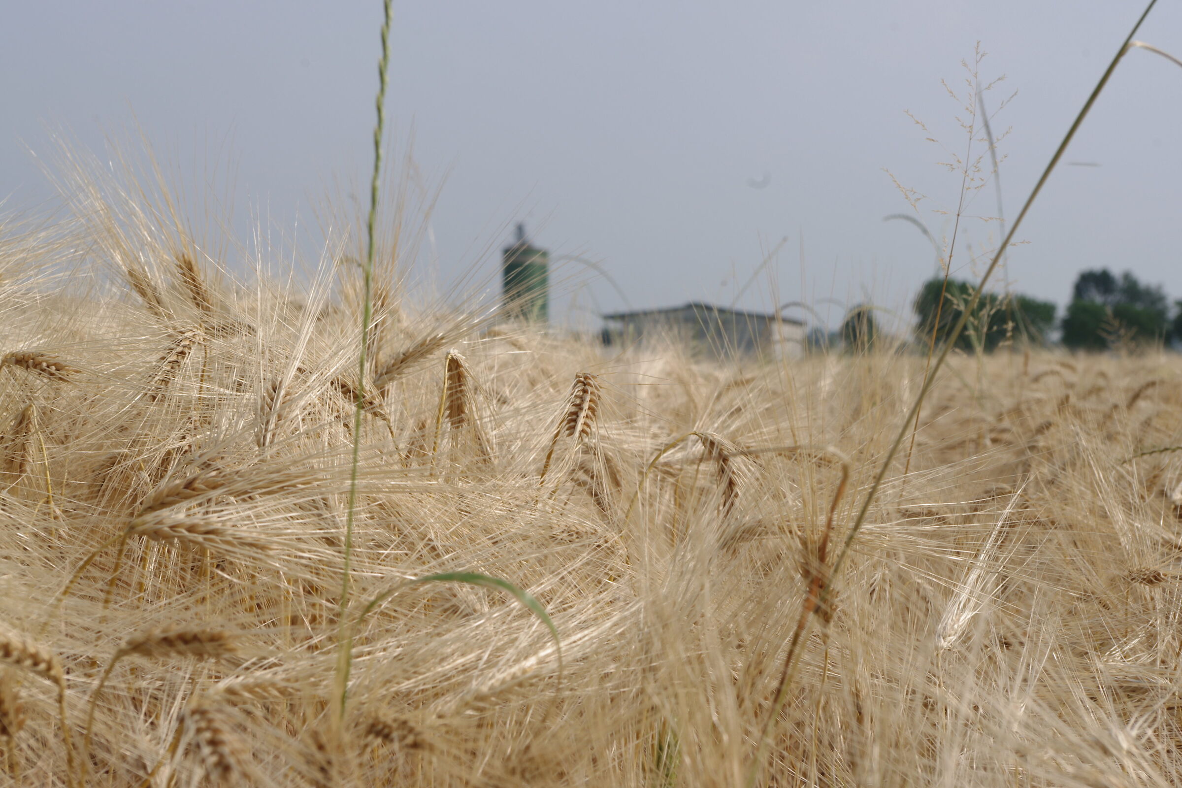 Primavera 2010: campagna lodigiana