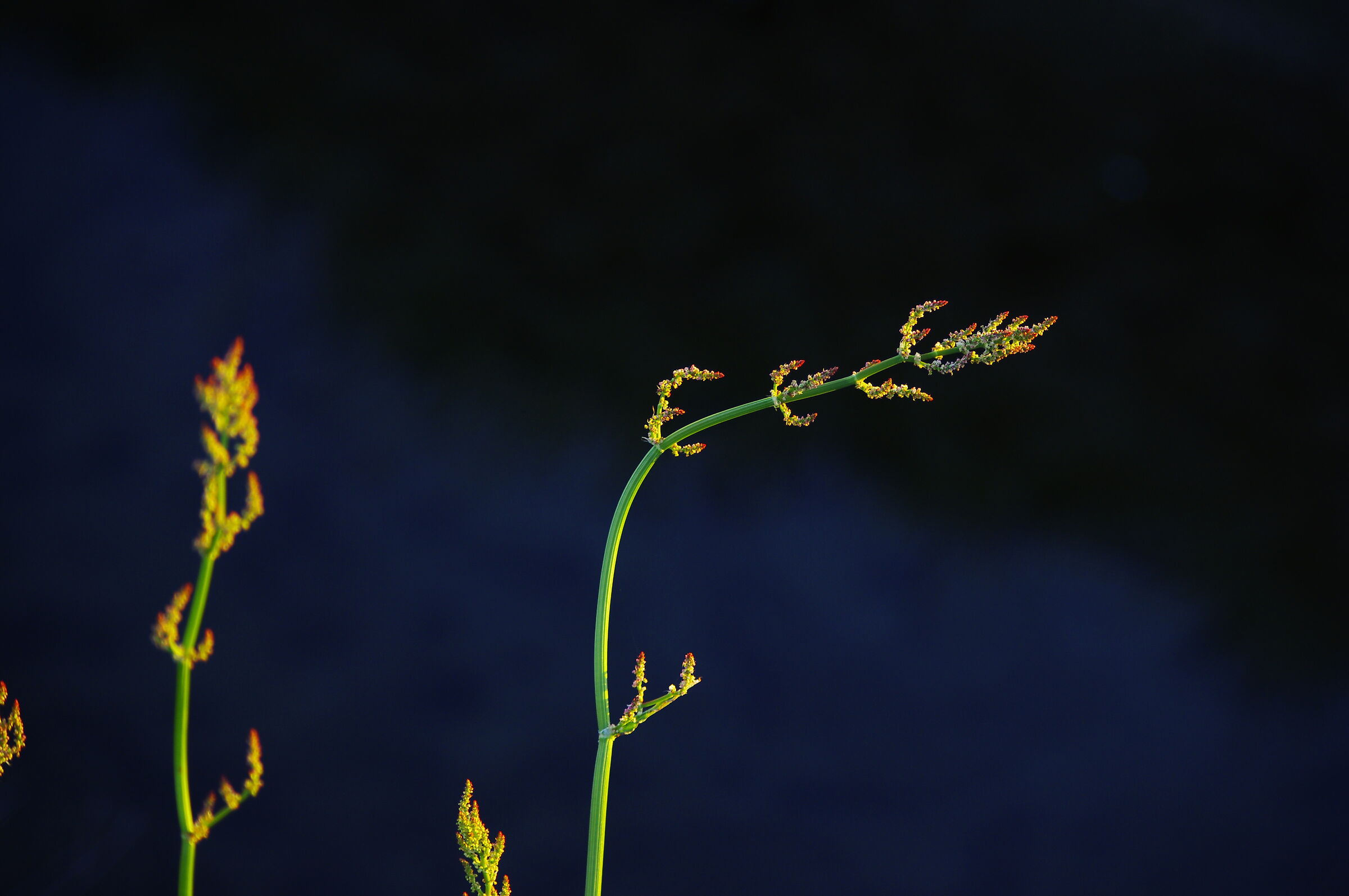 Primavera 2012: campagna lodigiana