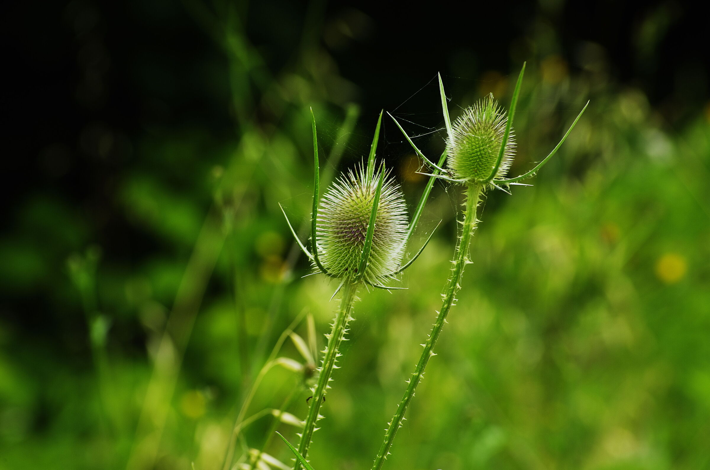 Estate 2020: campagna marchigiana