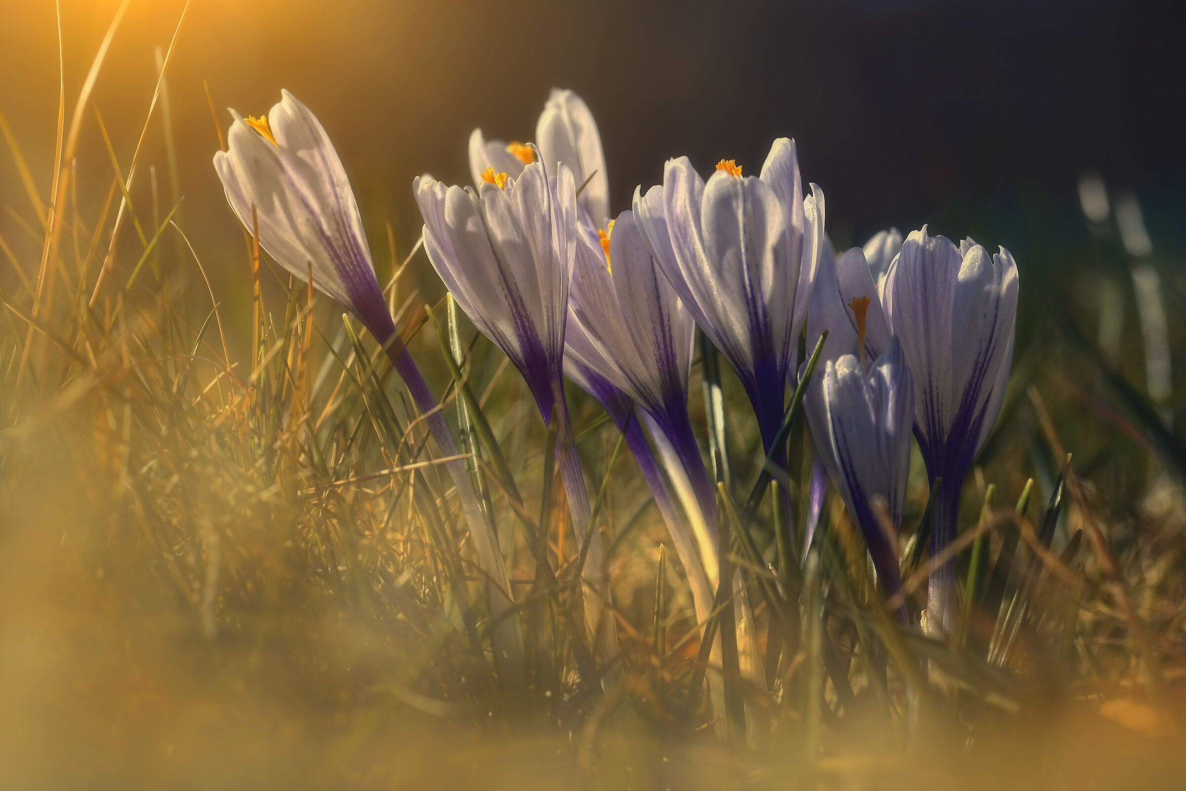 Listening to the morning light