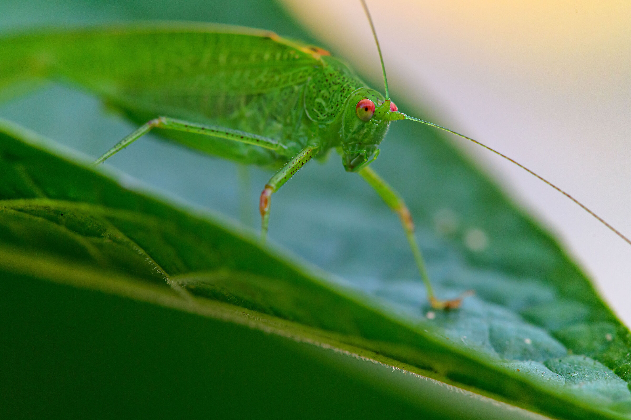 #insetto #foglia #nikon #z6 #macro