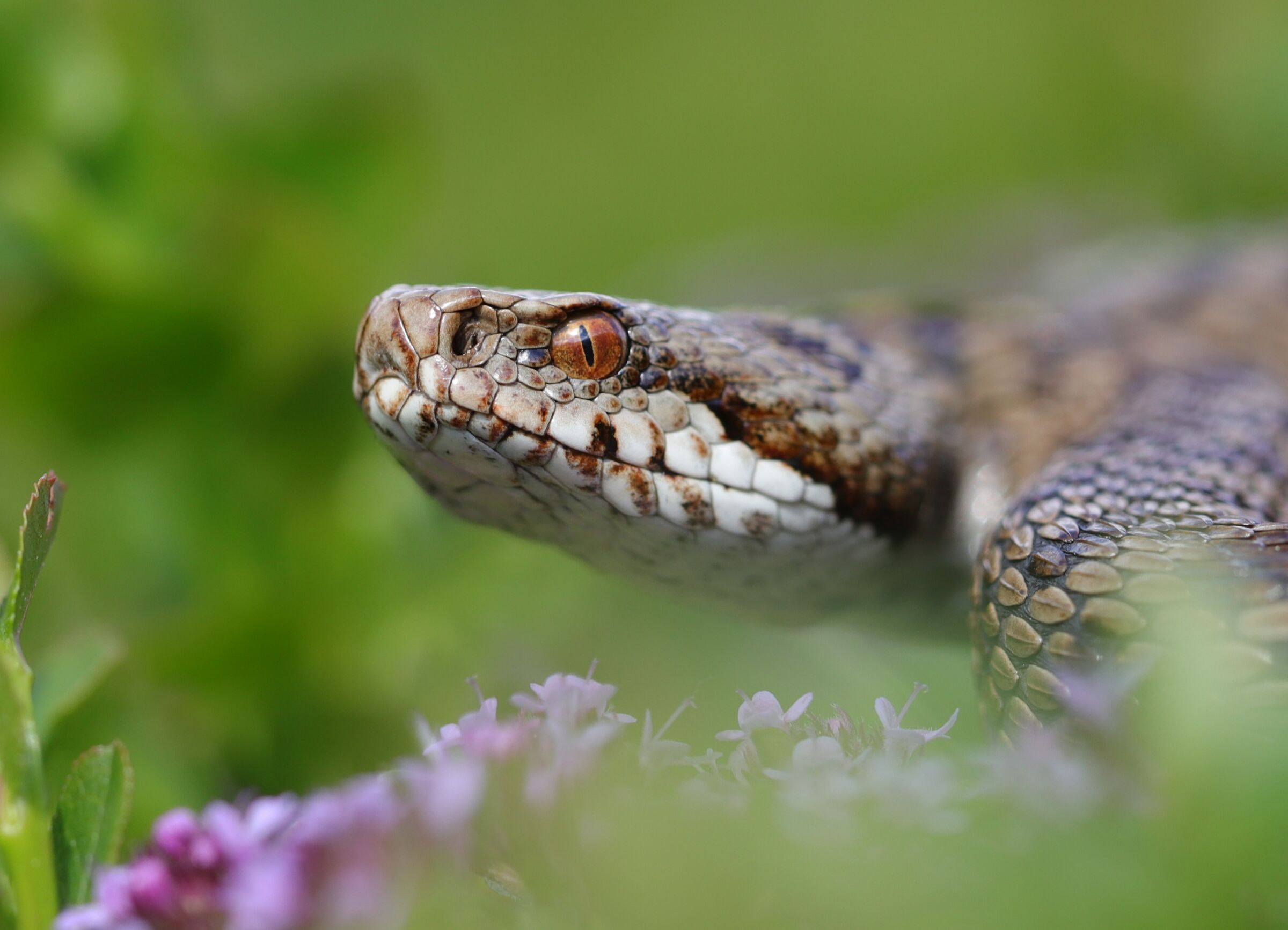 Vipera berus ssp. berus, femmina