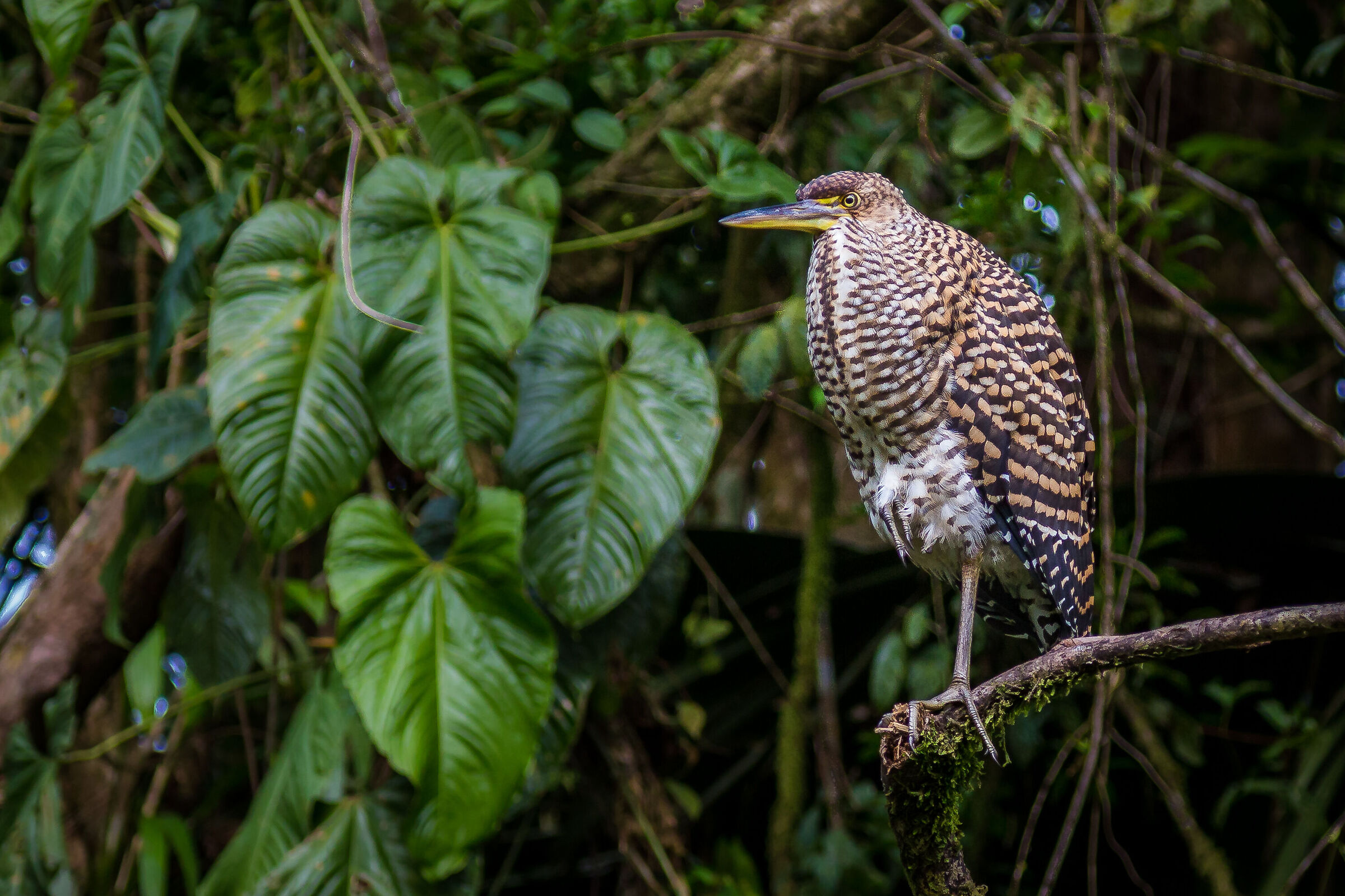 Airone Tigrato Fasciato