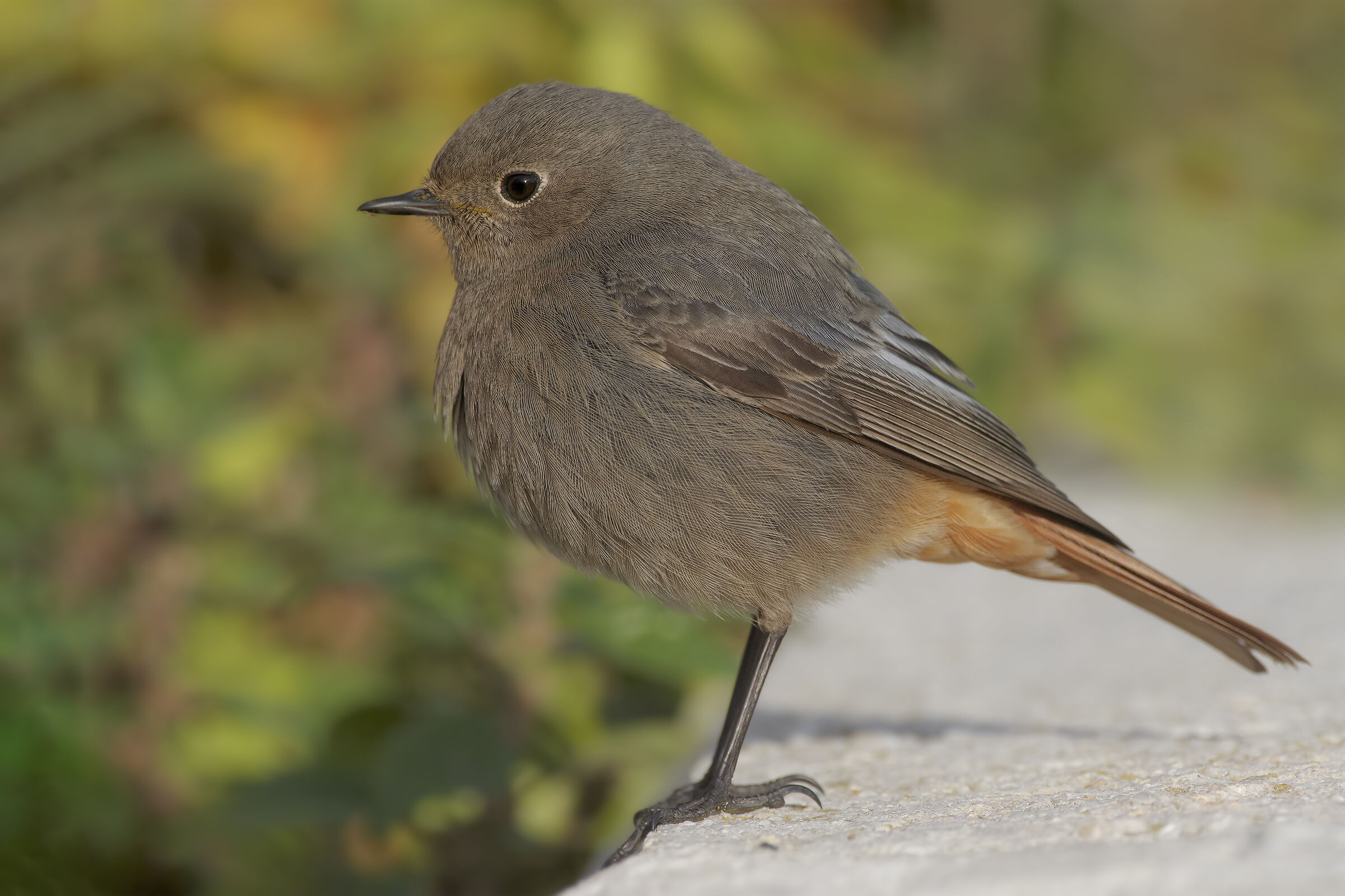 Codirosso spazzacamino