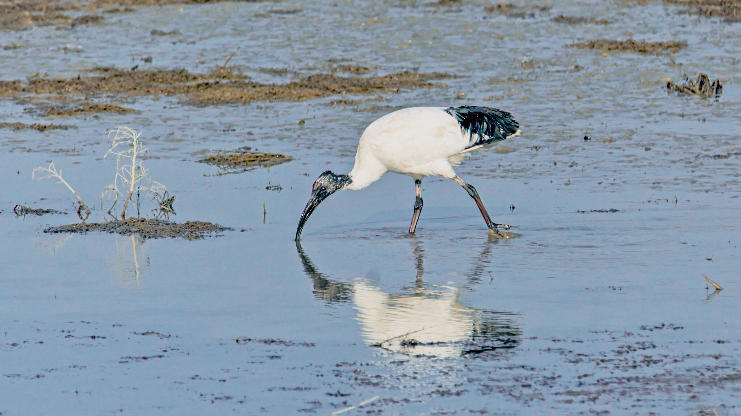 Ibis