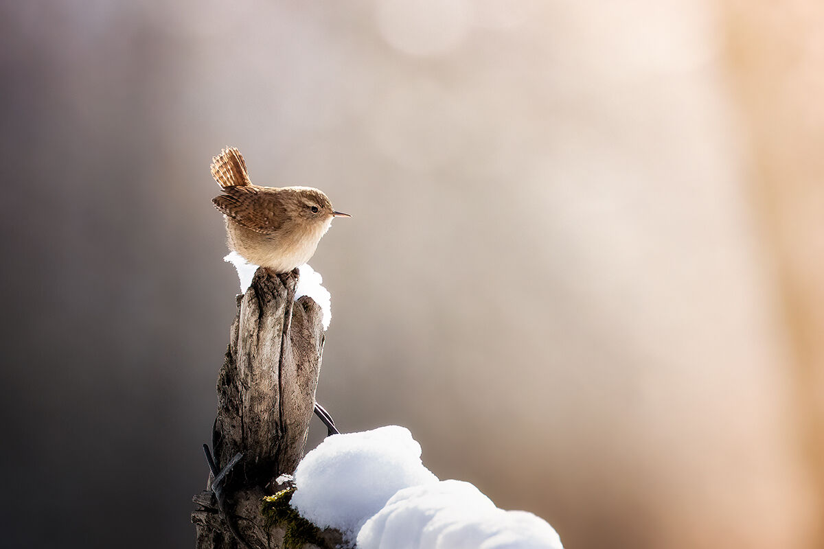 La natura racconta storie a chi le sa ascoltare...