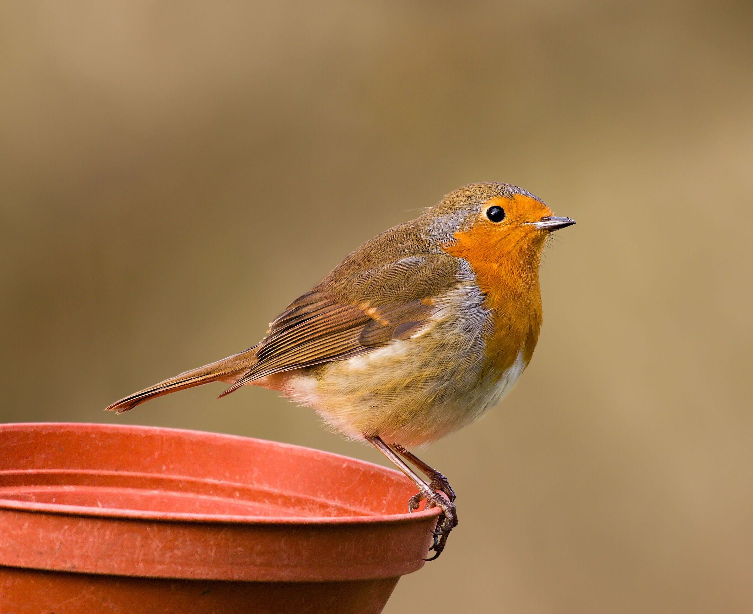 Robin