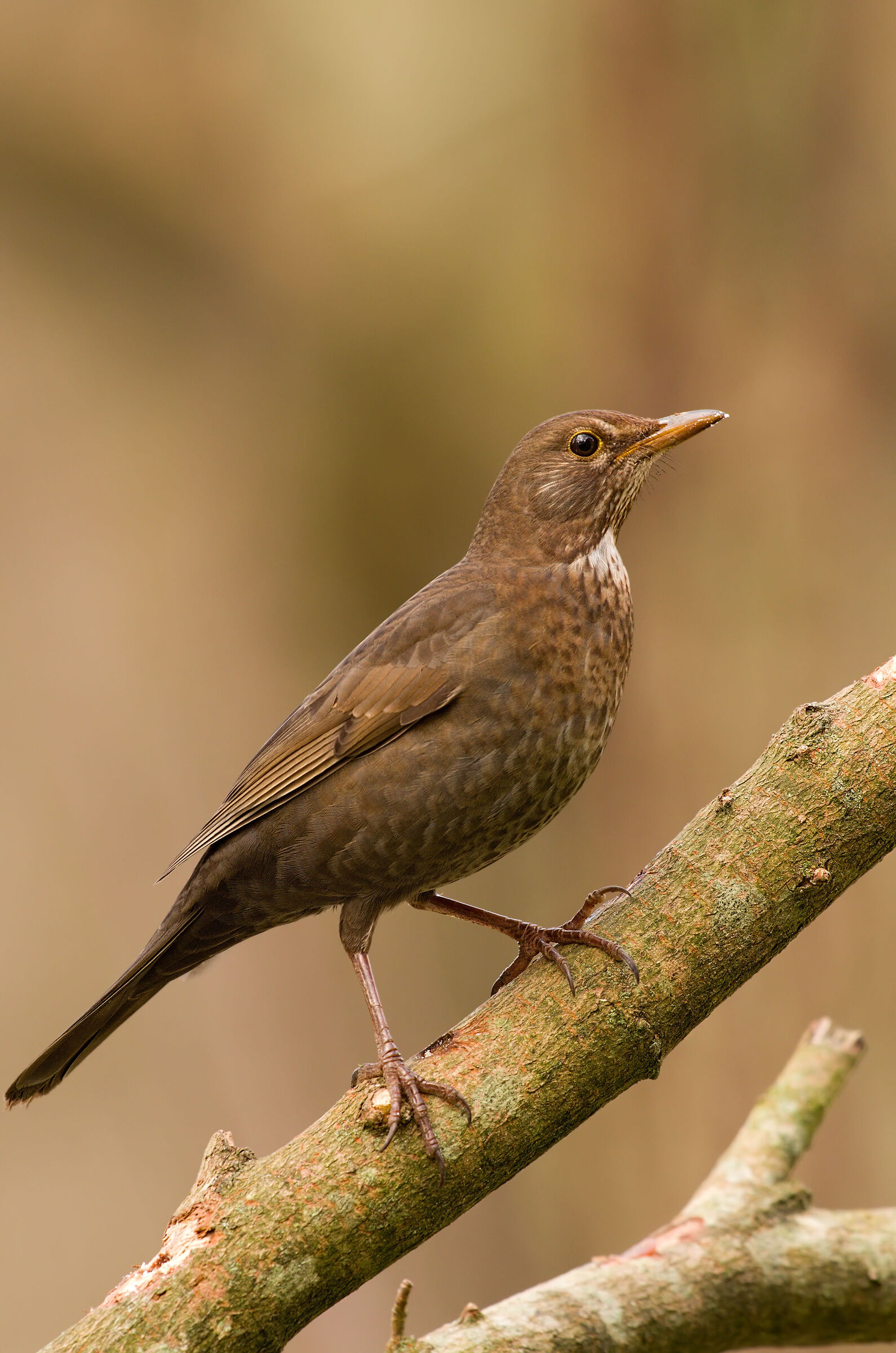 Blackbird