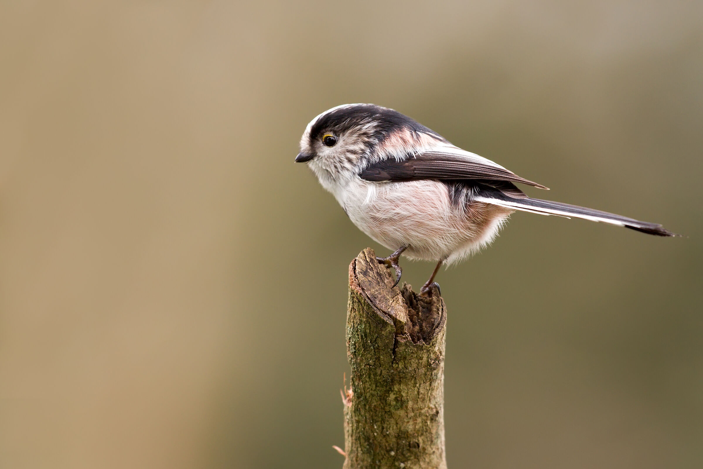 Long Tailed Tit