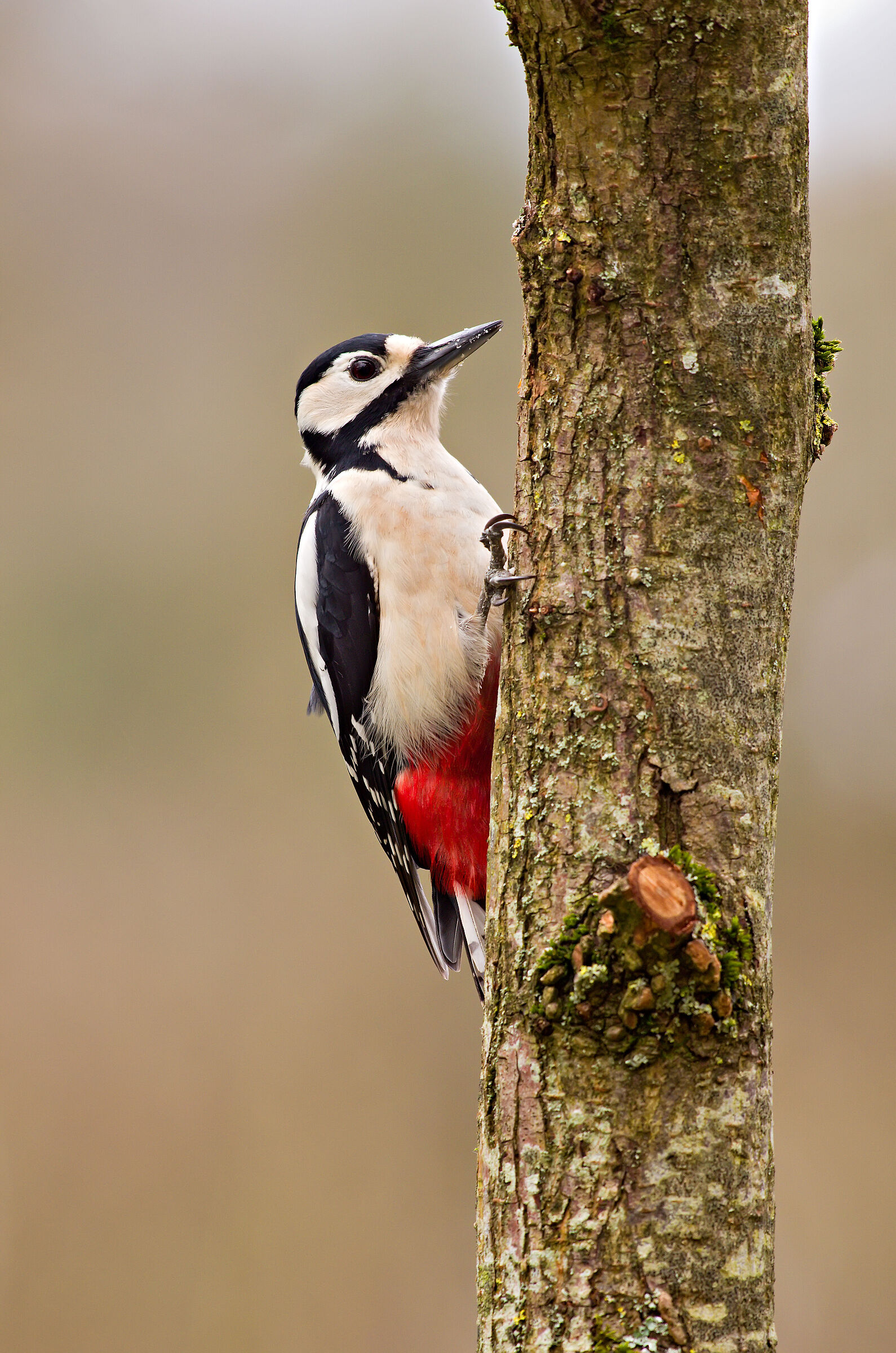 Great Spotted Woodpecker